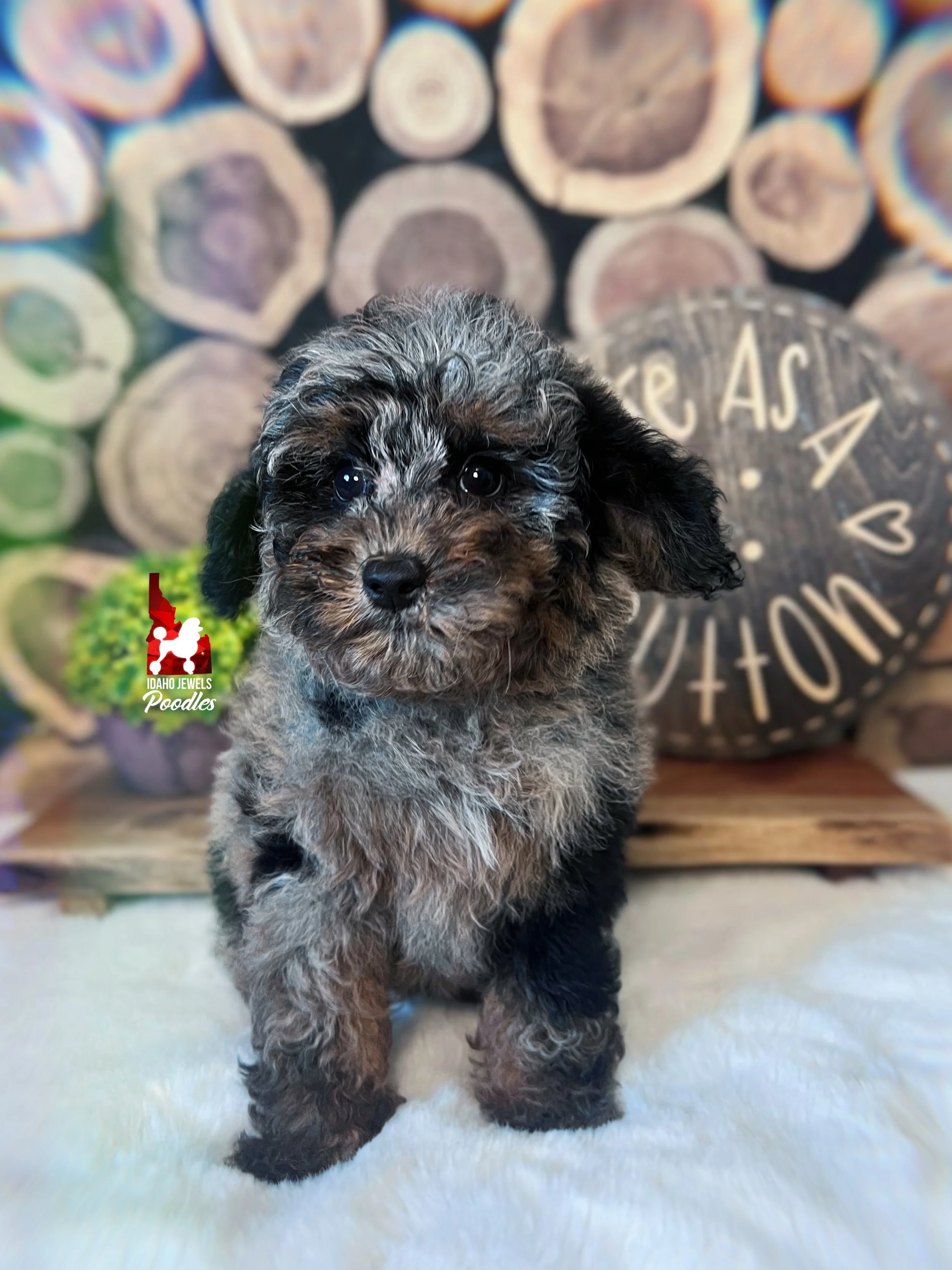 Grayson, Blue Merle Phantom Mini Poodle Boy~ Breeder or Pet