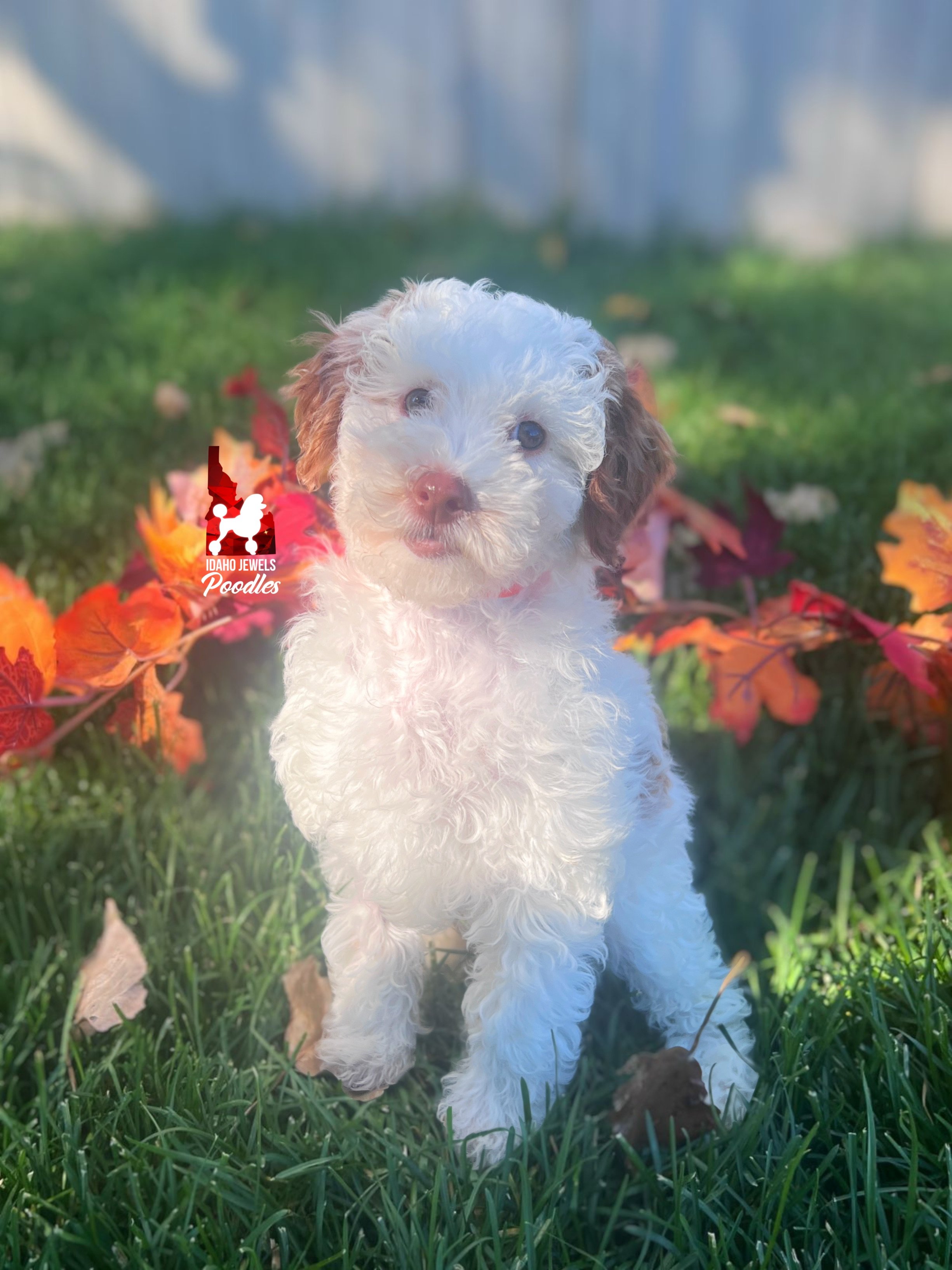 Nutmeg, Red Parti Mini Poodle Girl ~ Breeder or Pet