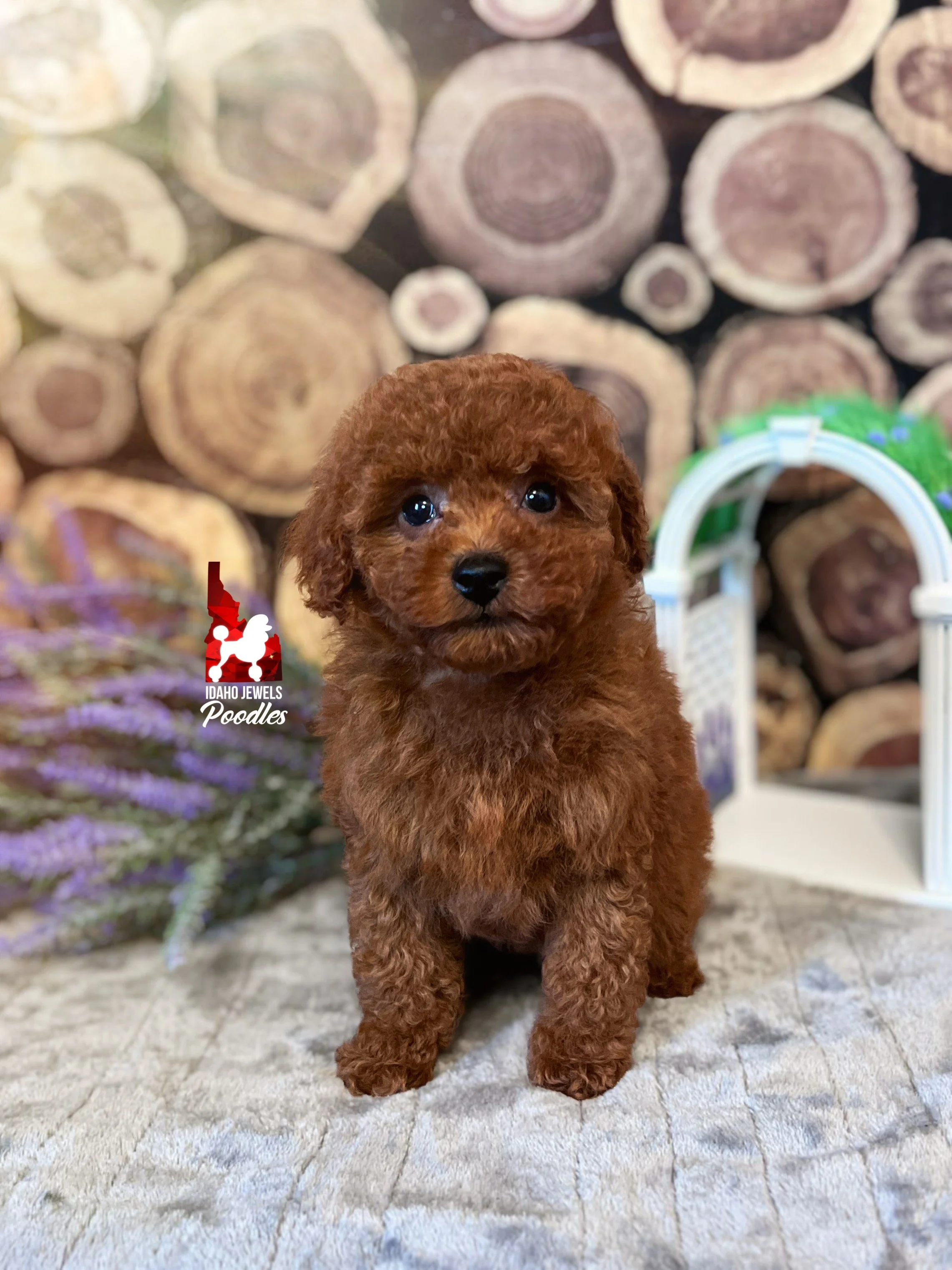 Marigold - 8 wks.jpg