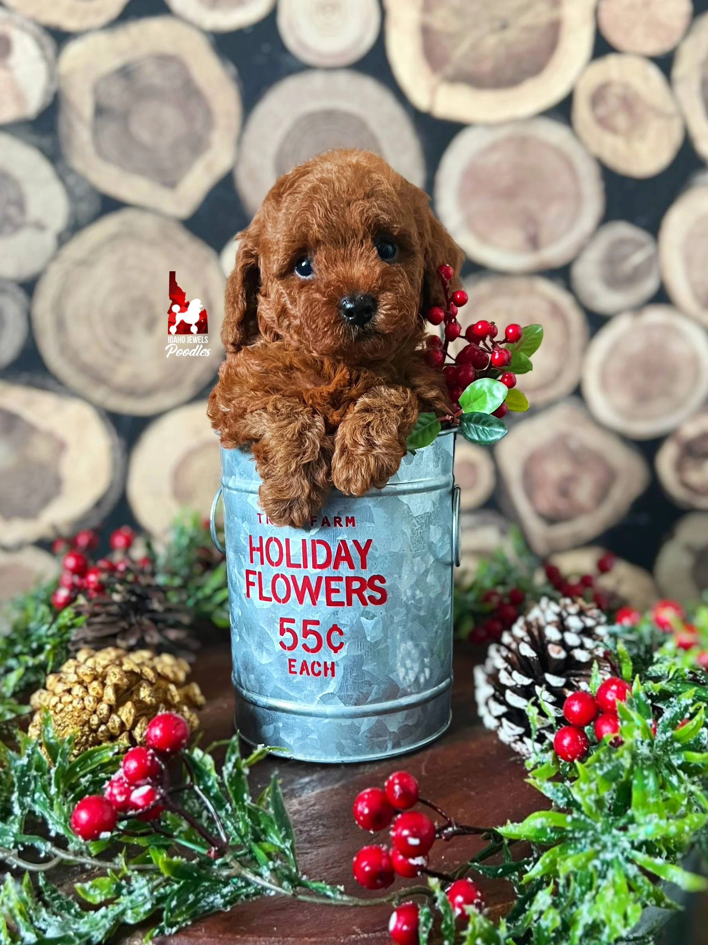 Buddy - 6 wks (1).jpg
