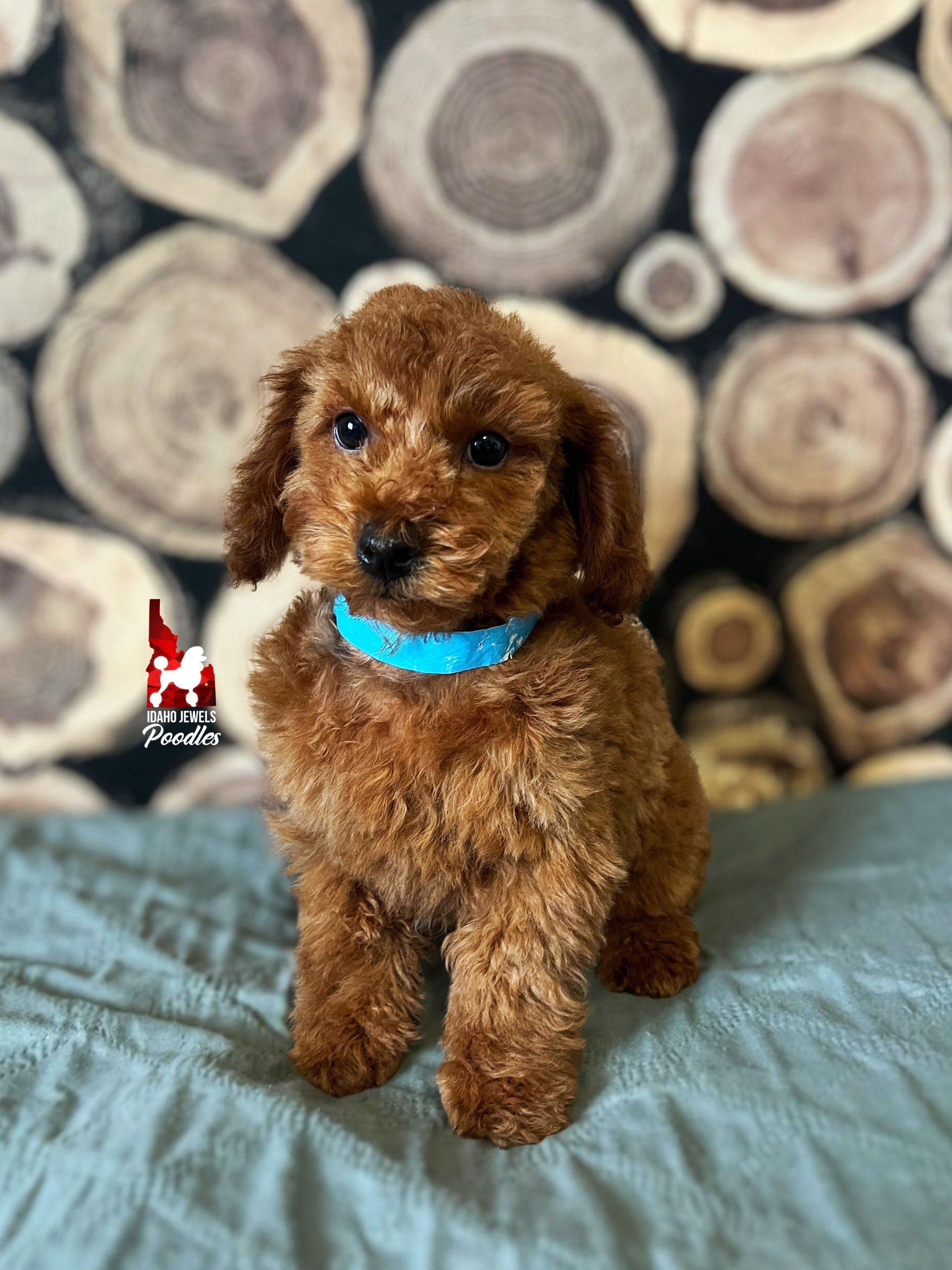 Thumper - 12 wks.jpeg