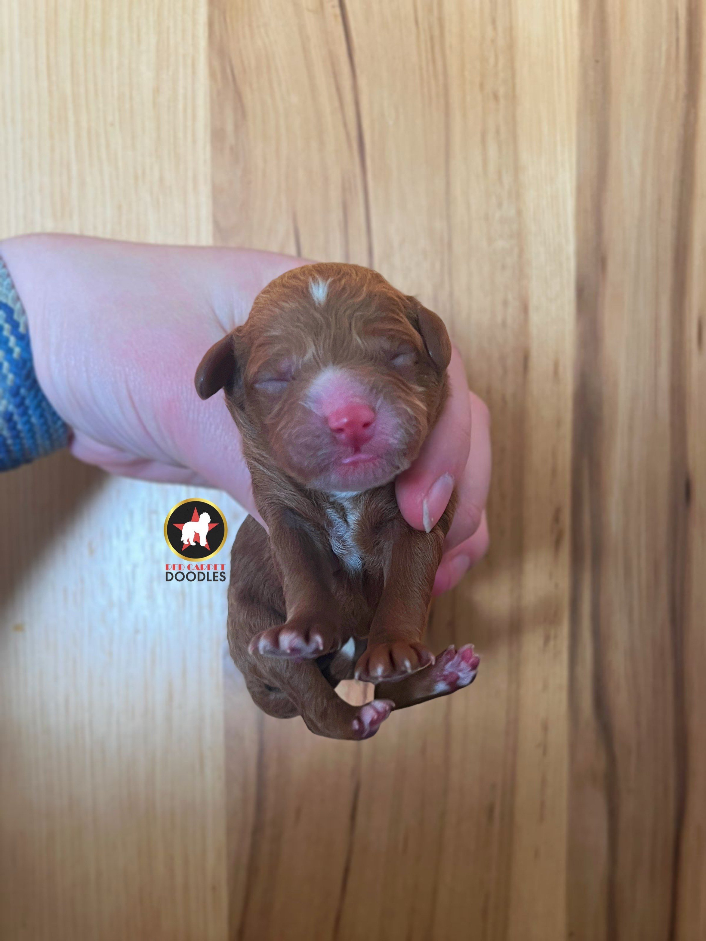 Jake - Newborn.jpeg