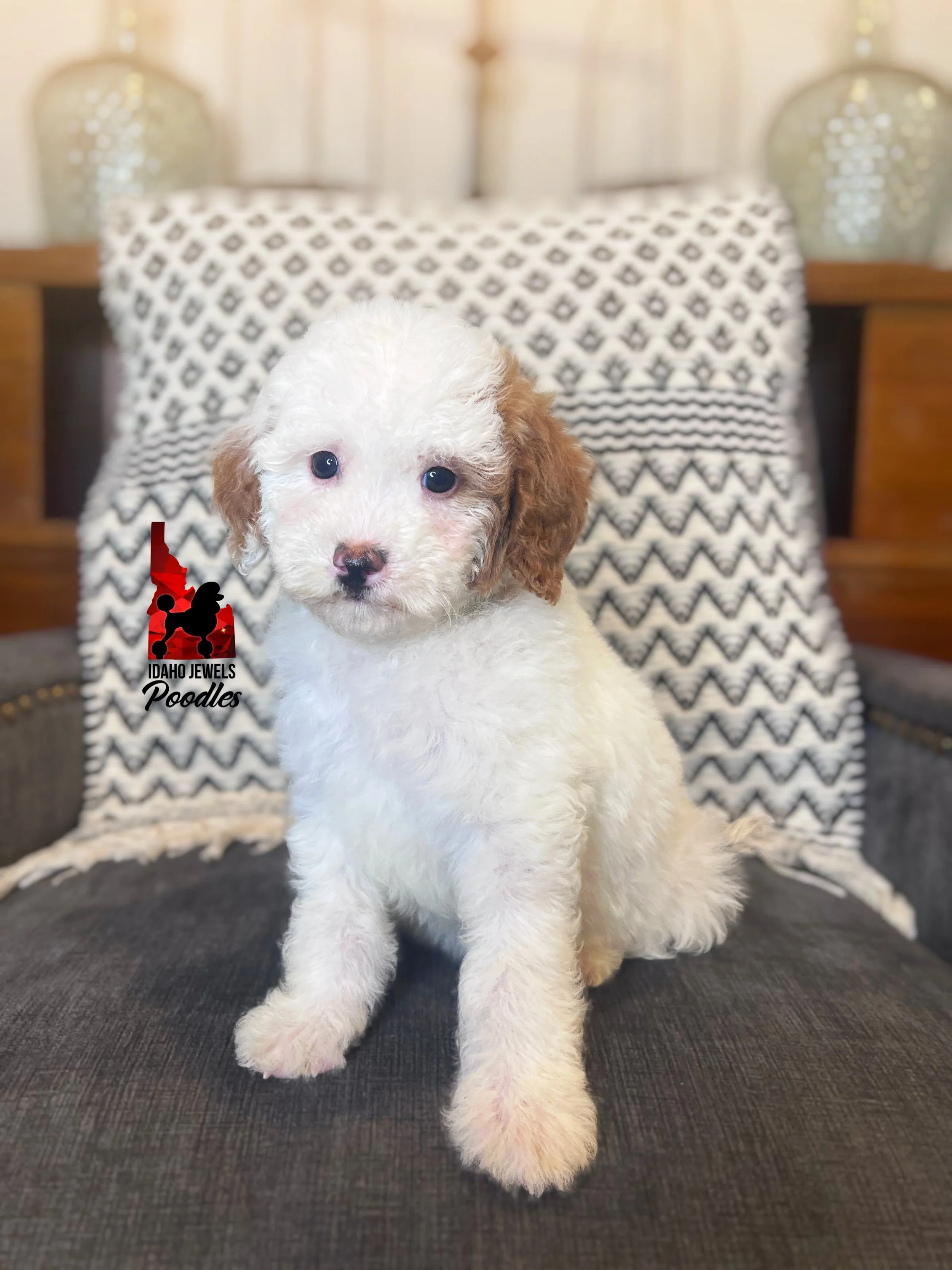 Nala, Red Parti Mini Poodle Girl~ Pet