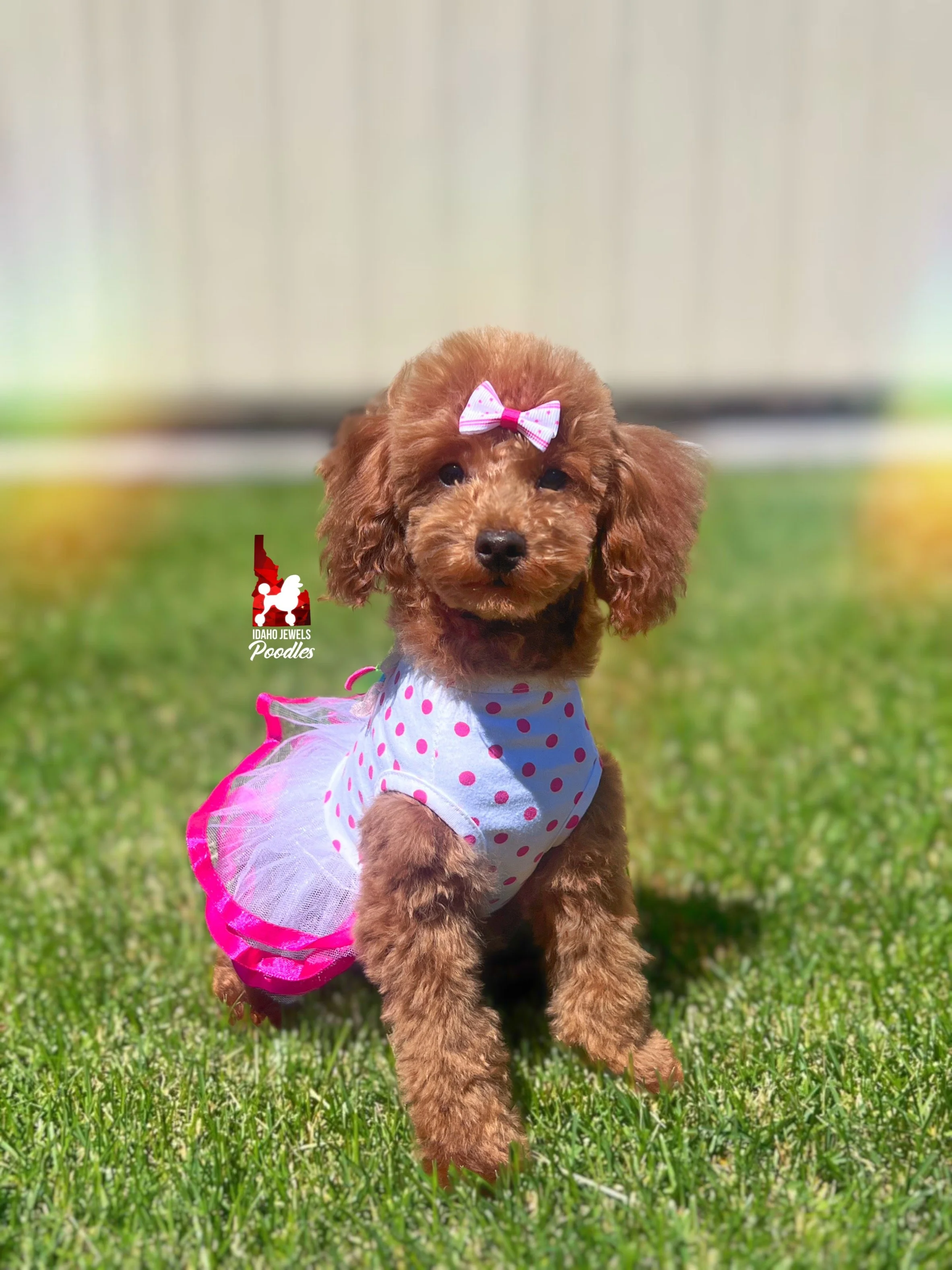 Mist - 21 wks-2.jpg
