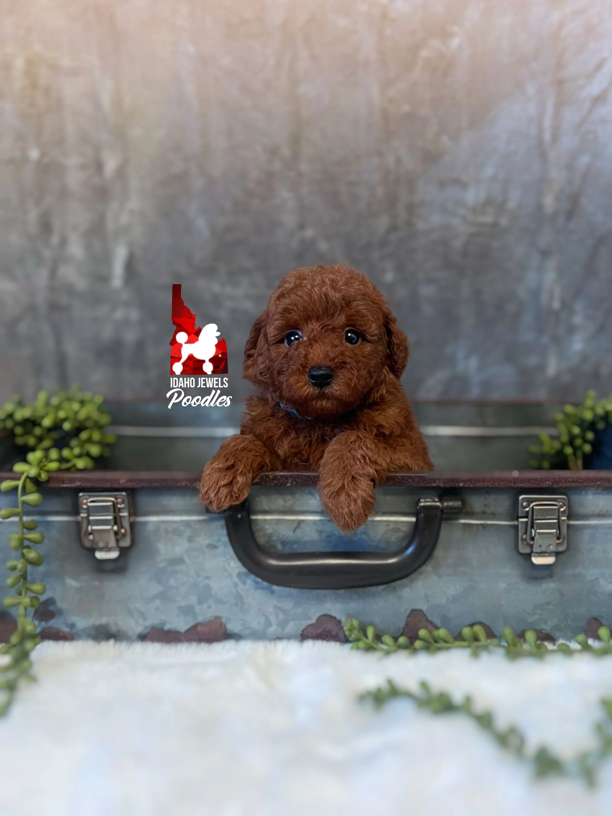 Asher - 6 wks-3.jpg