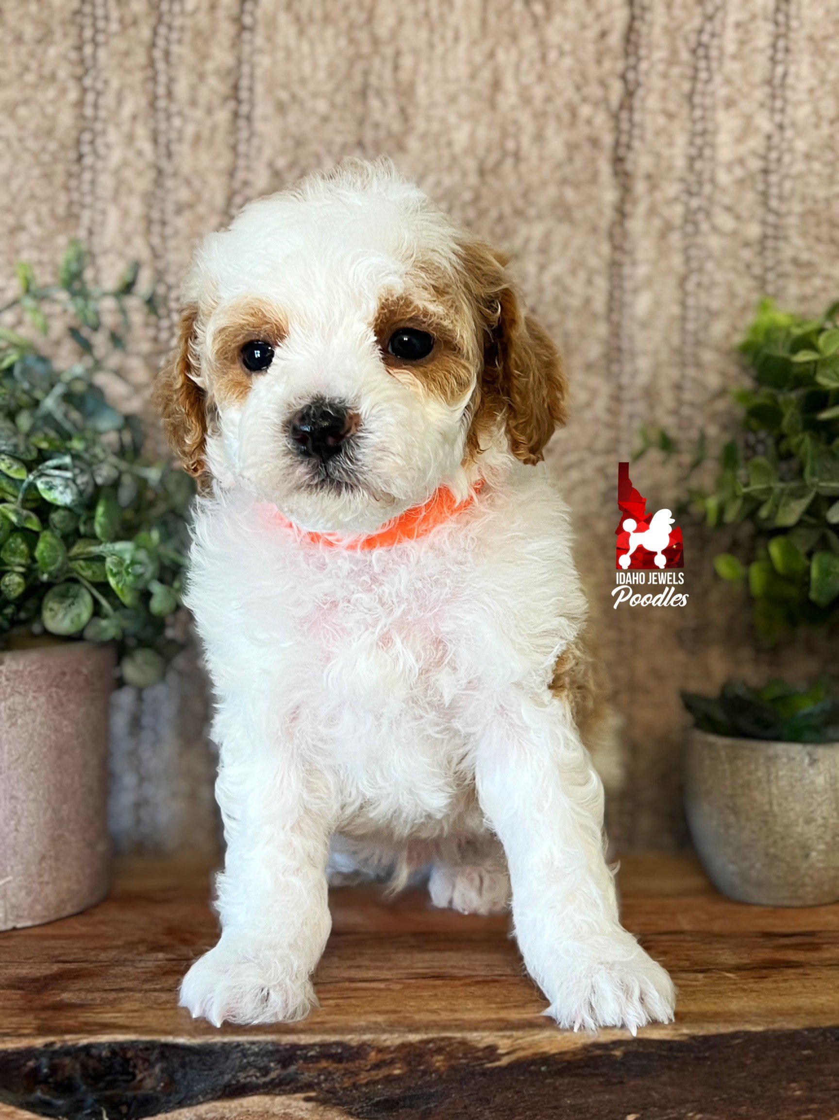 Drax - 6 wks.jpeg