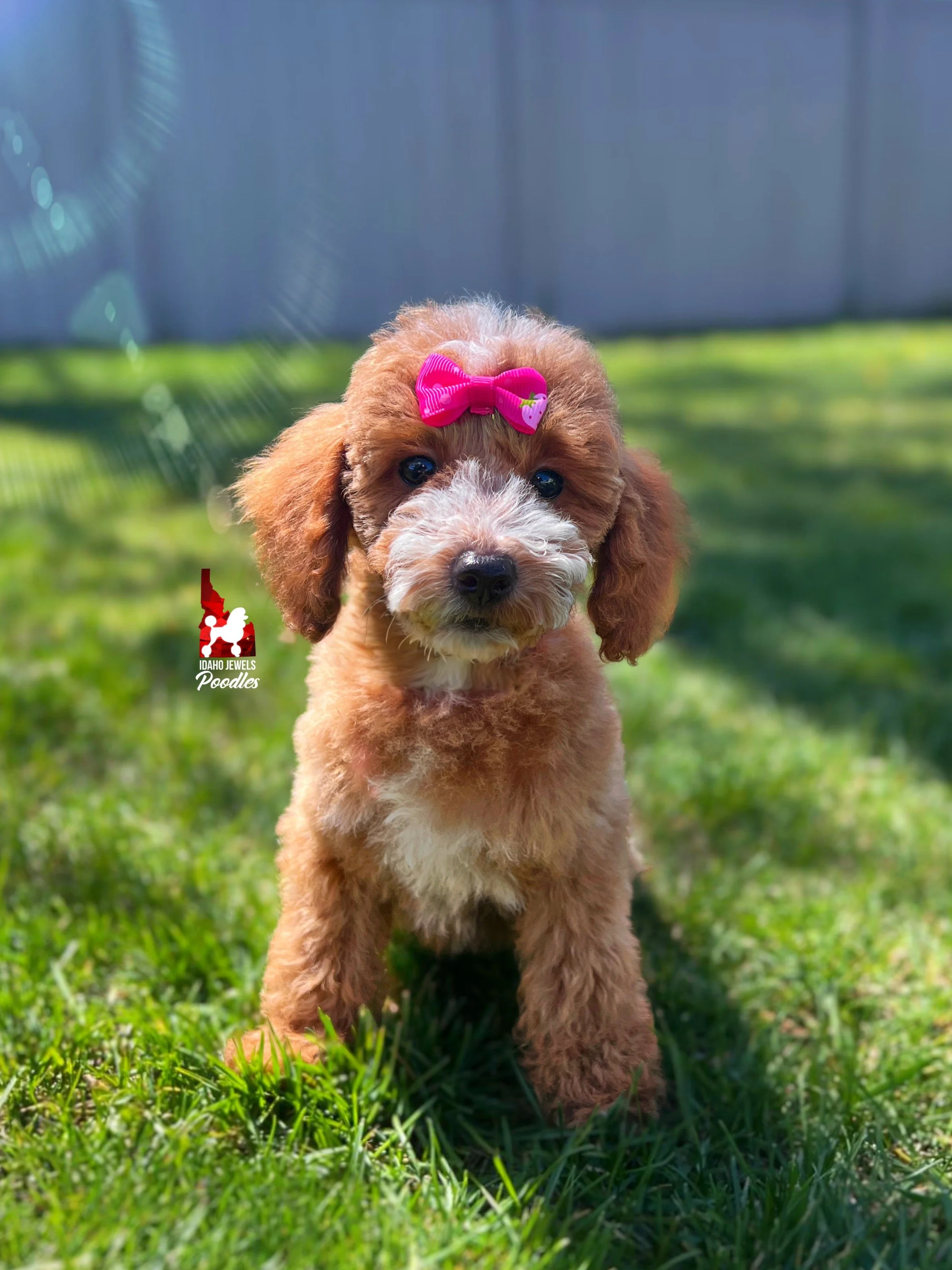 Capri - 12 wks.jpg