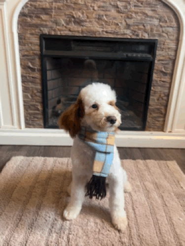 Legend scarf gif.gif