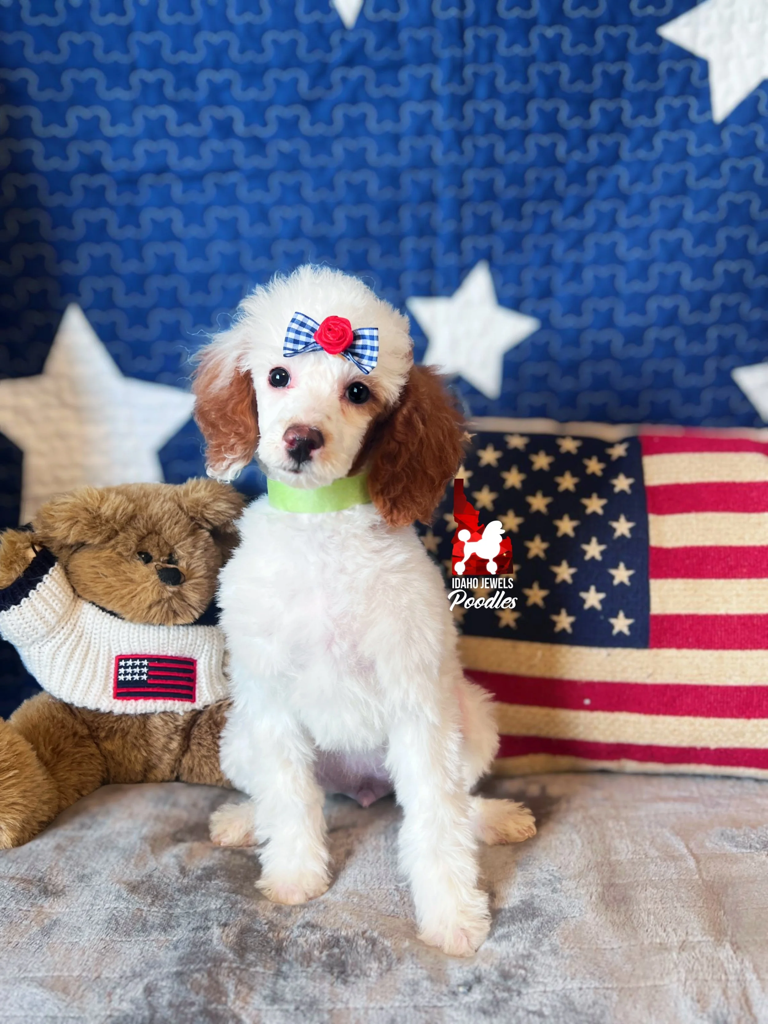Nala, Red Parti Mini Poodle Girl~ Breeder or Pet