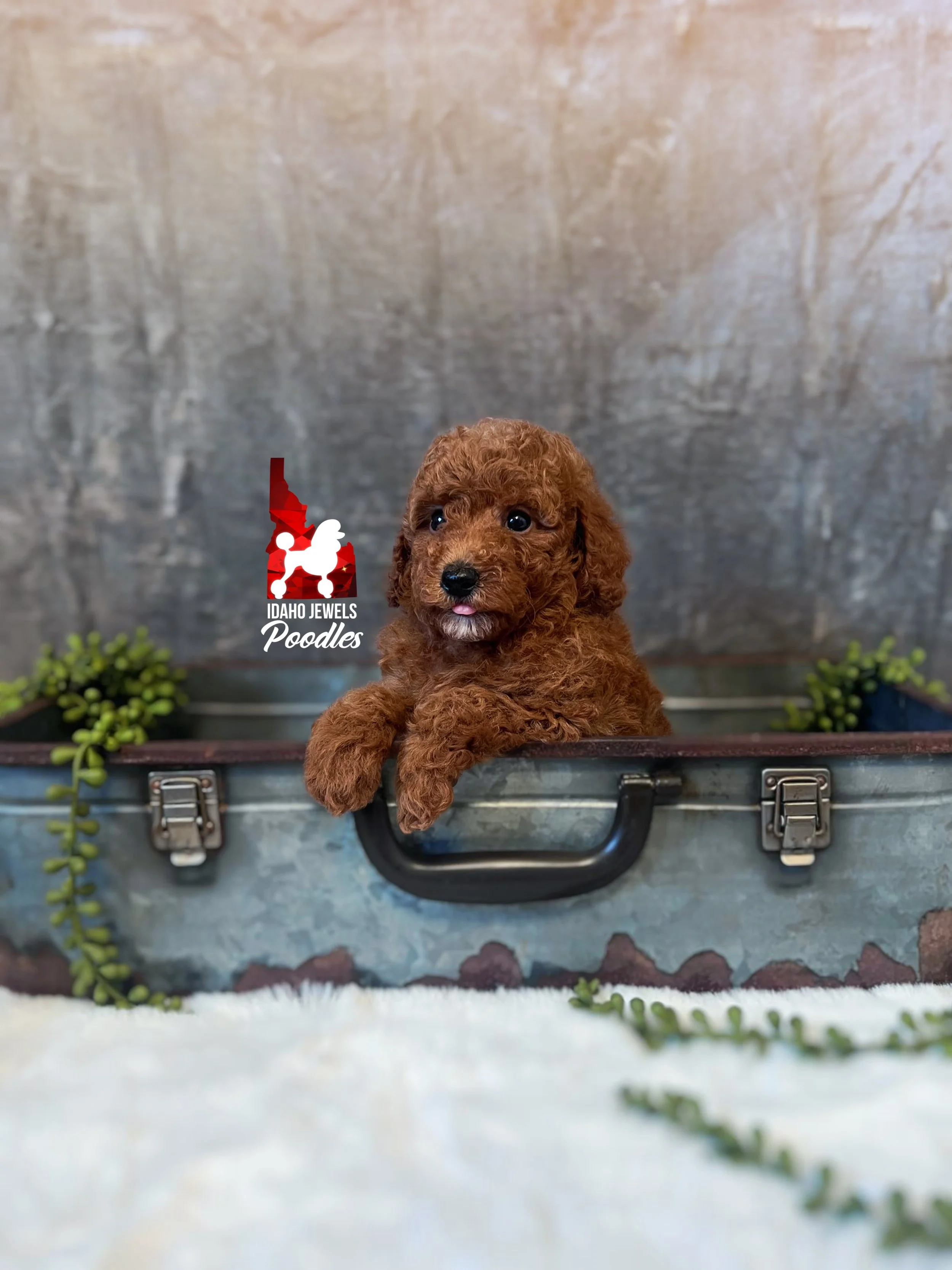 Ava - 6 wks-3.jpg