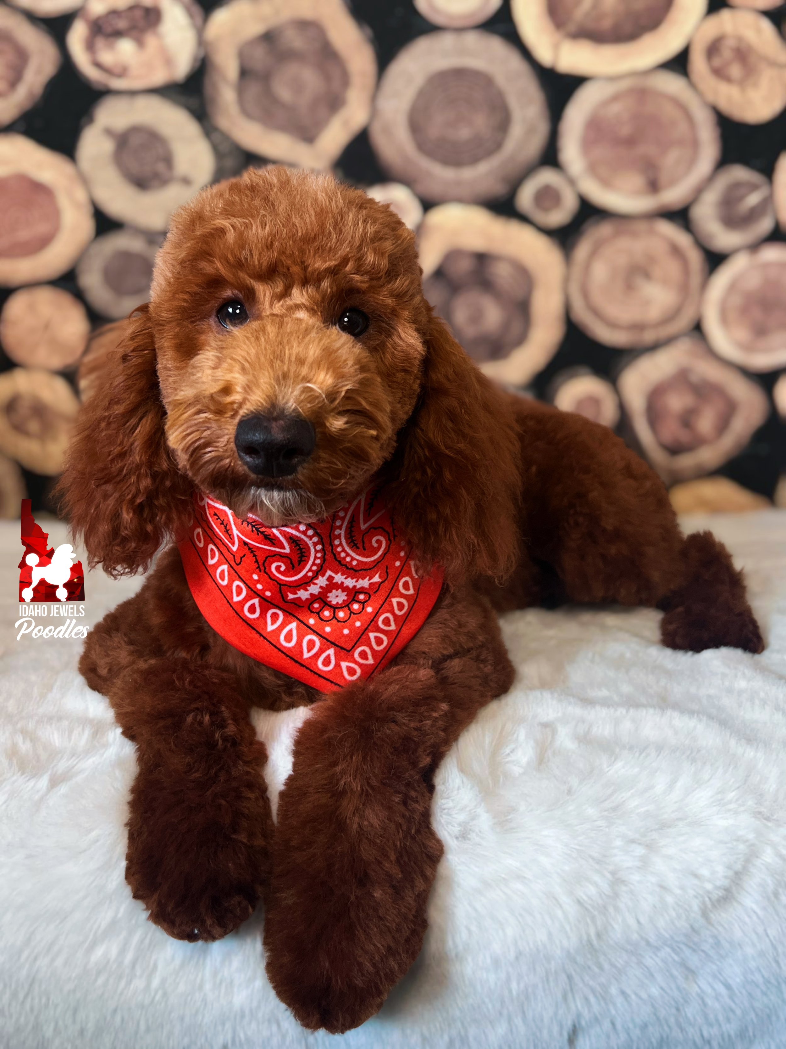 Audrey - 19 wks-2.jpg
