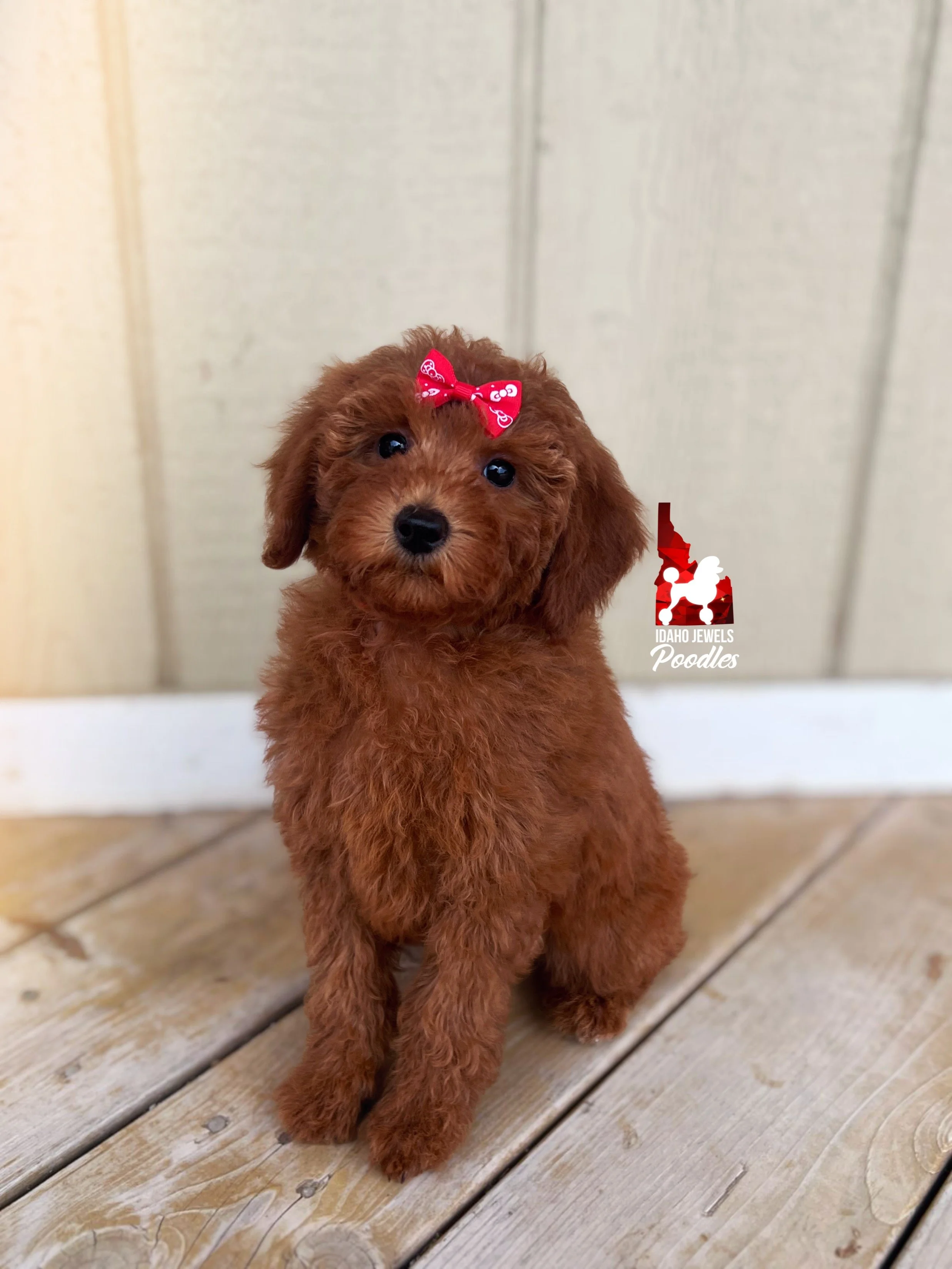 Minnie - 10 wks-2.jpg