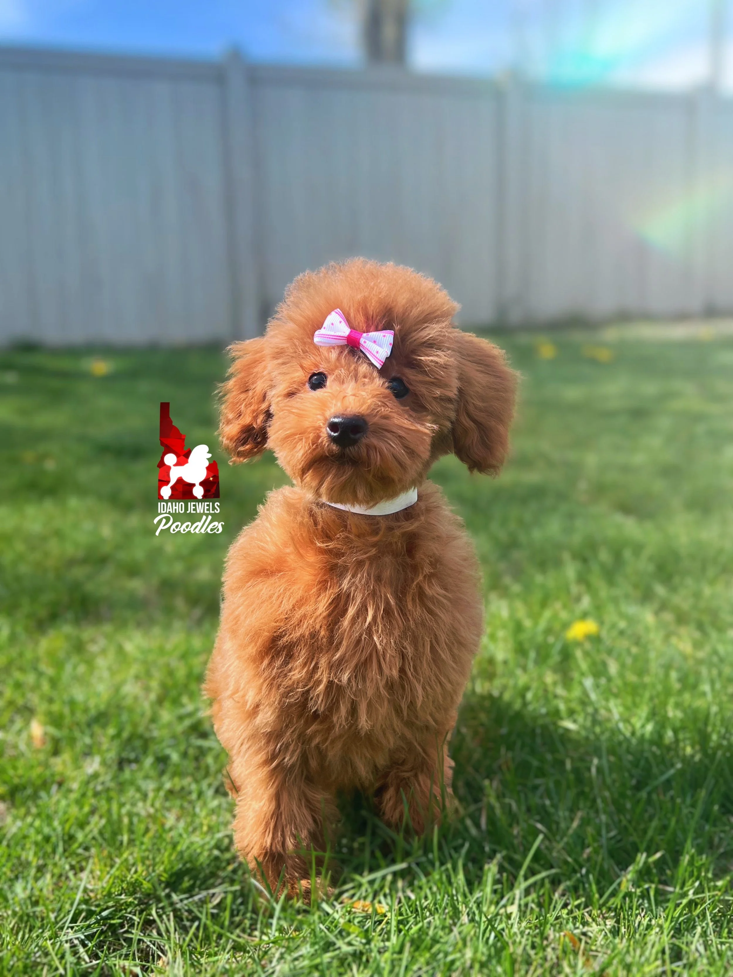 Mist - 16 wks-1.jpg
