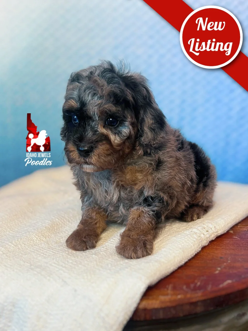 Marble, Blue Merle Phantom Toy Poodle Boy~ Pet