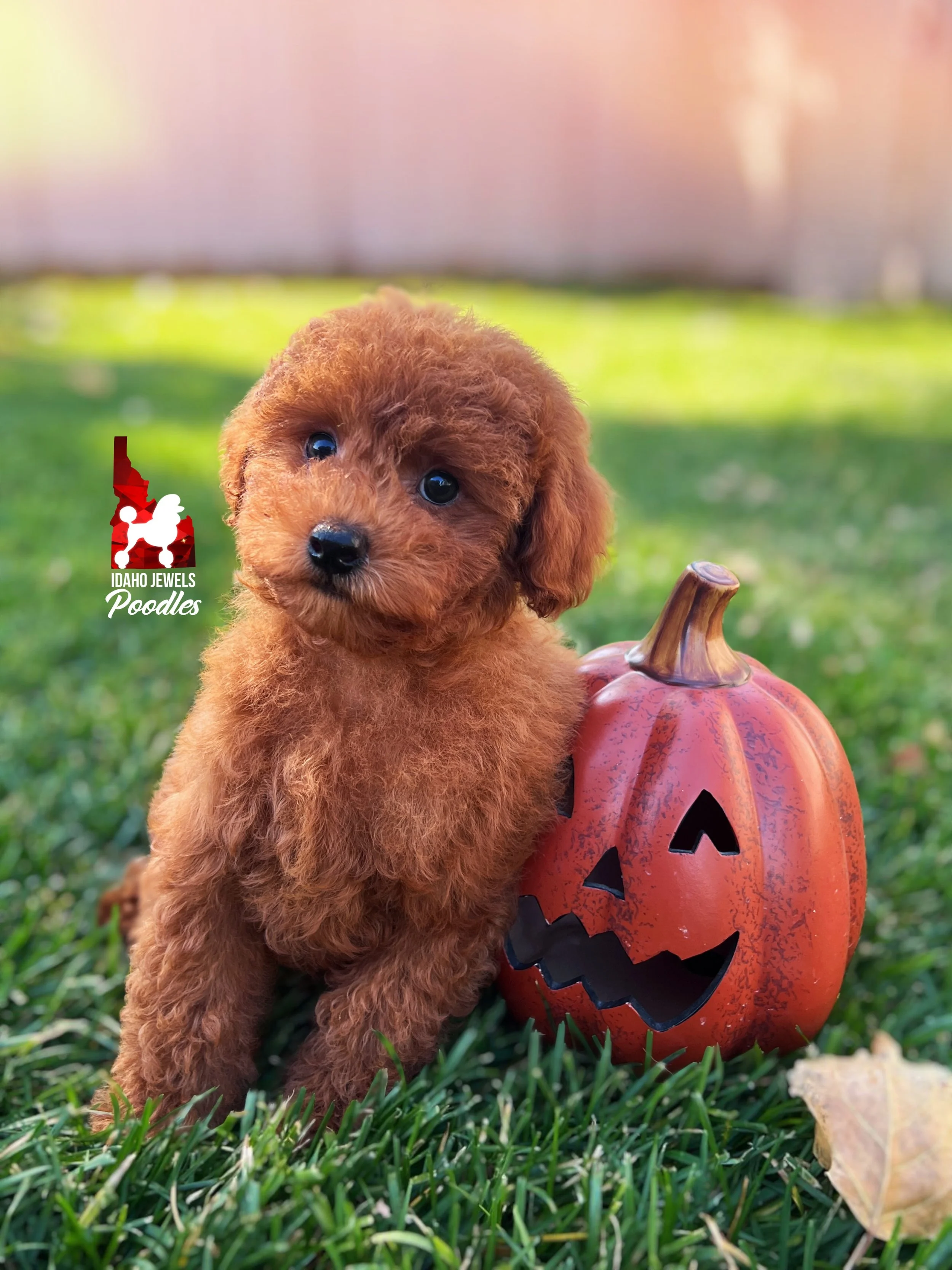 Aladdin, Red Toy Poodle Boy~ Breeder or Pet