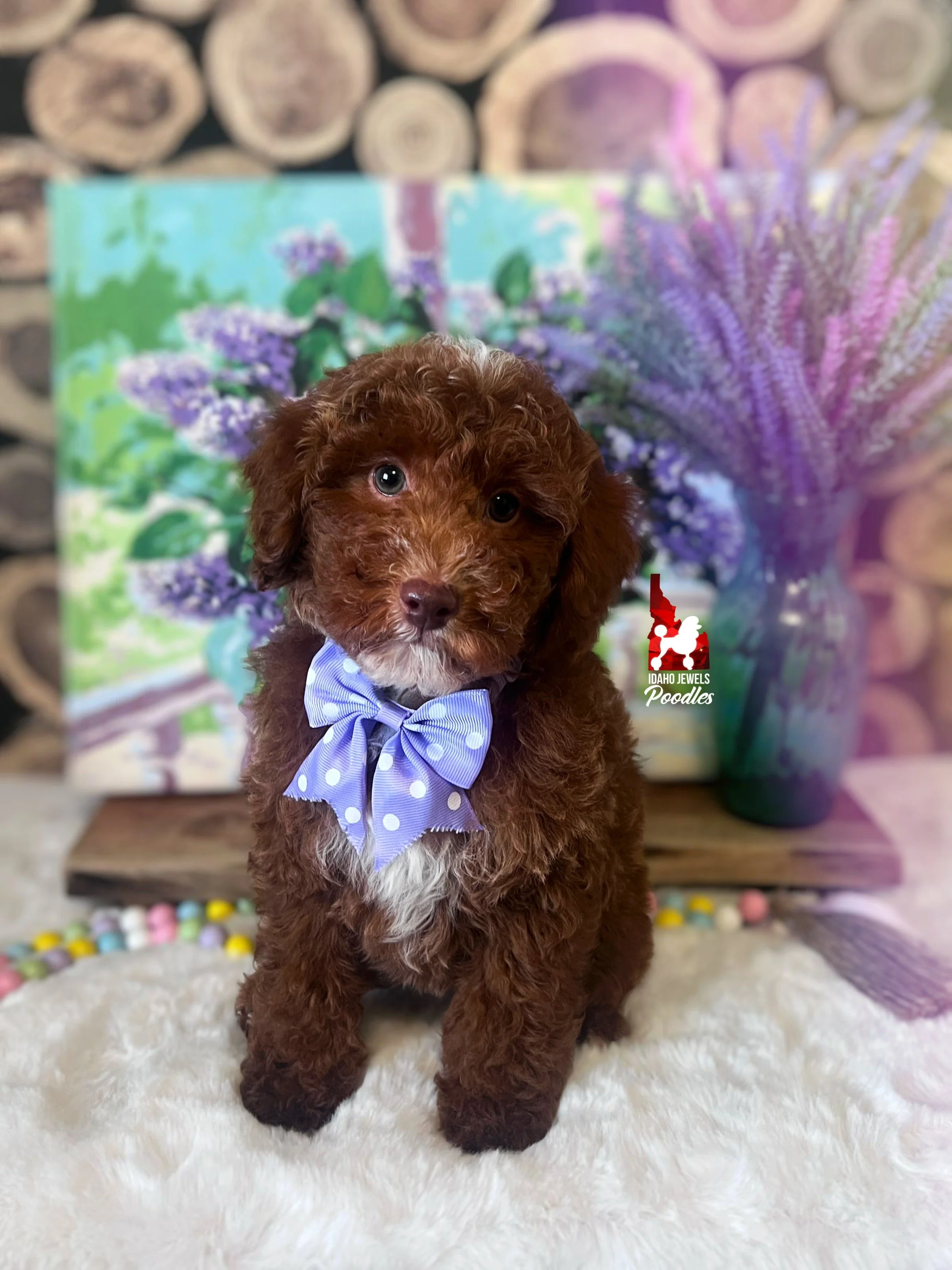 Tommy, Red (Hidden Brown Phantom) Mini Poodle Boy~ Breeder or Pet