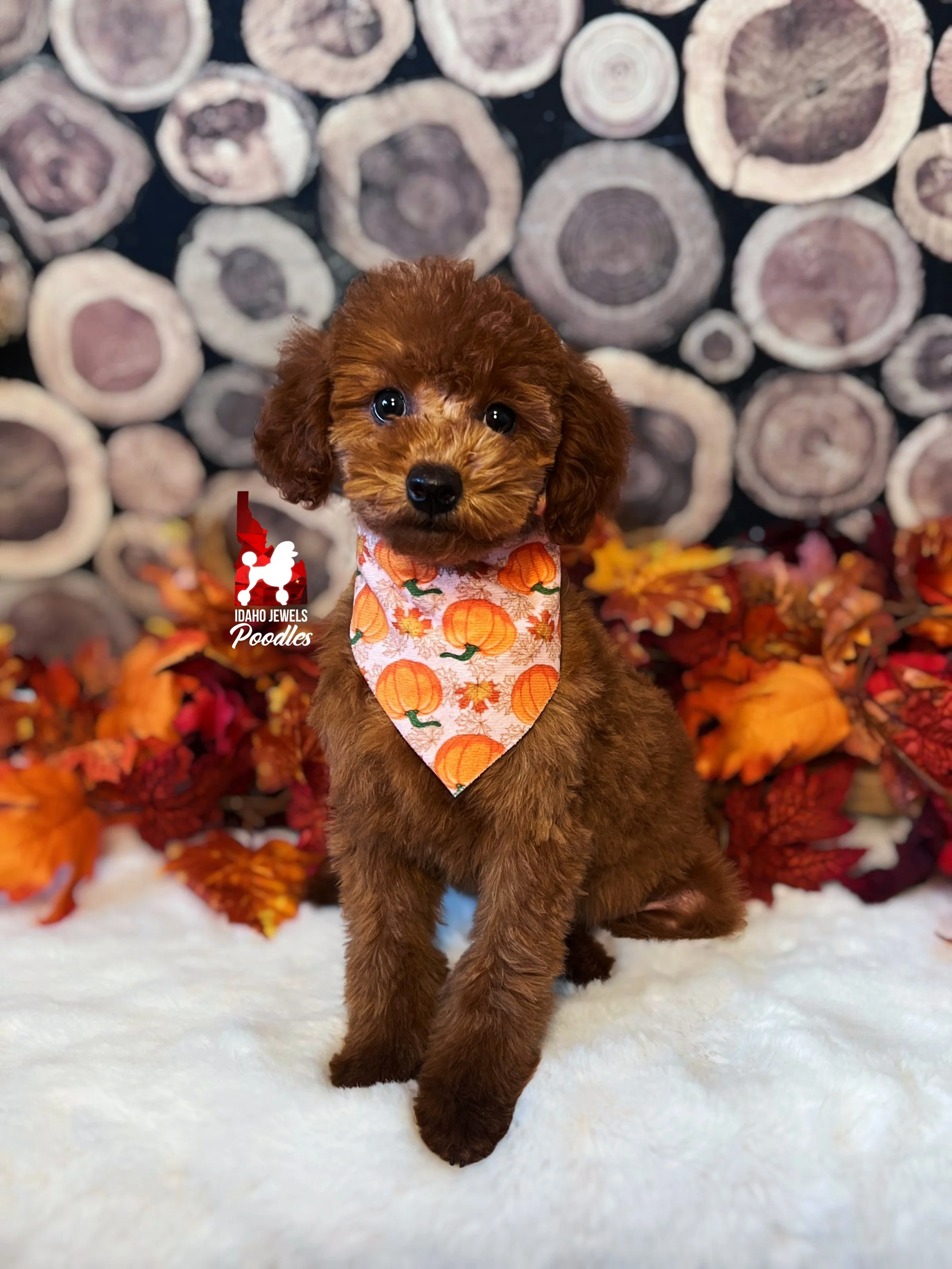 Aladdin, Red Small Mini Poodle Boy~ Breeder or Pet