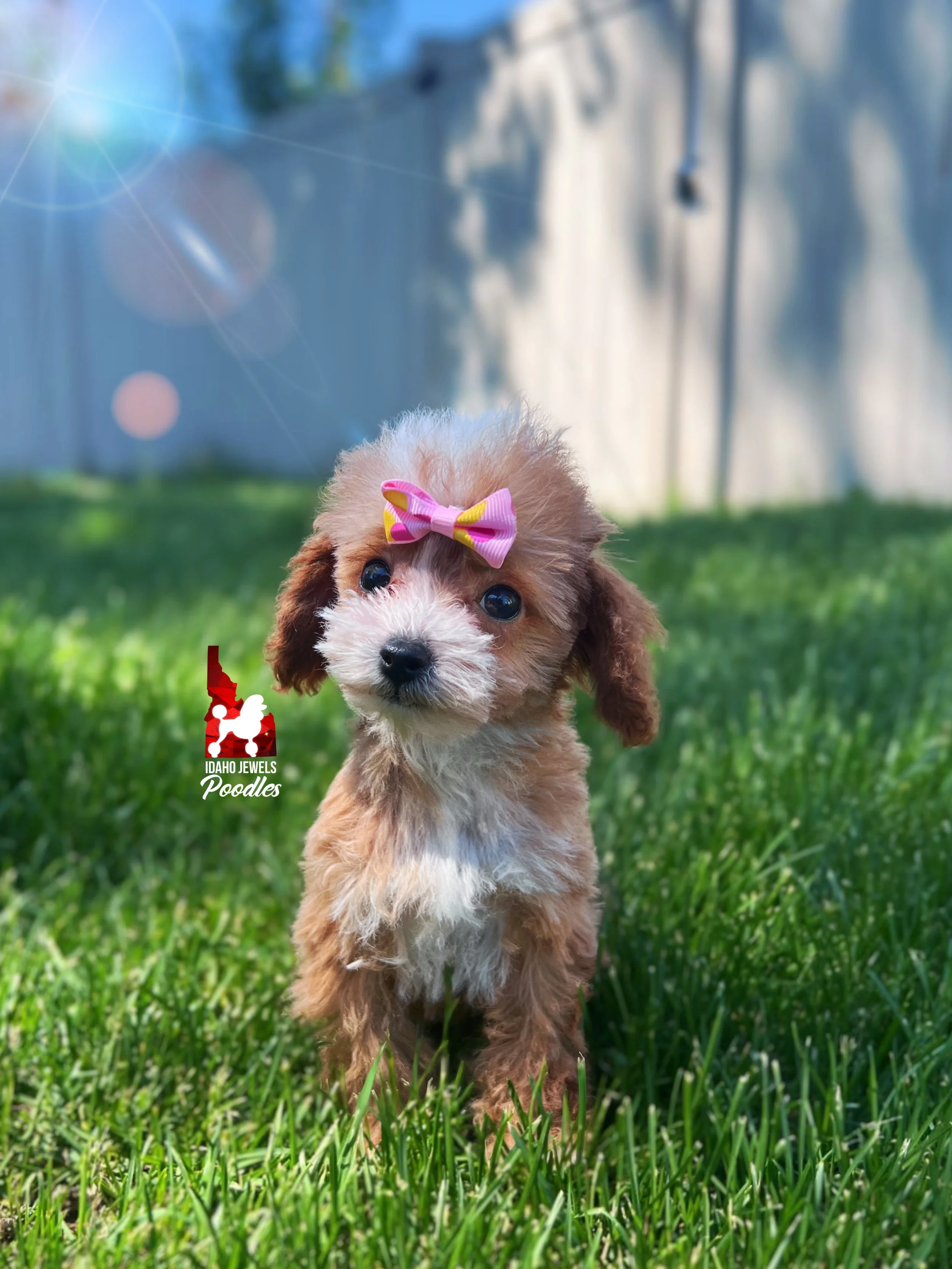 Peach - 12 wks-6.jpg