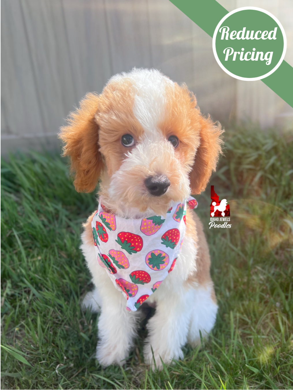 Dice, Red Parti Mini Poodle Boy ~ Pet