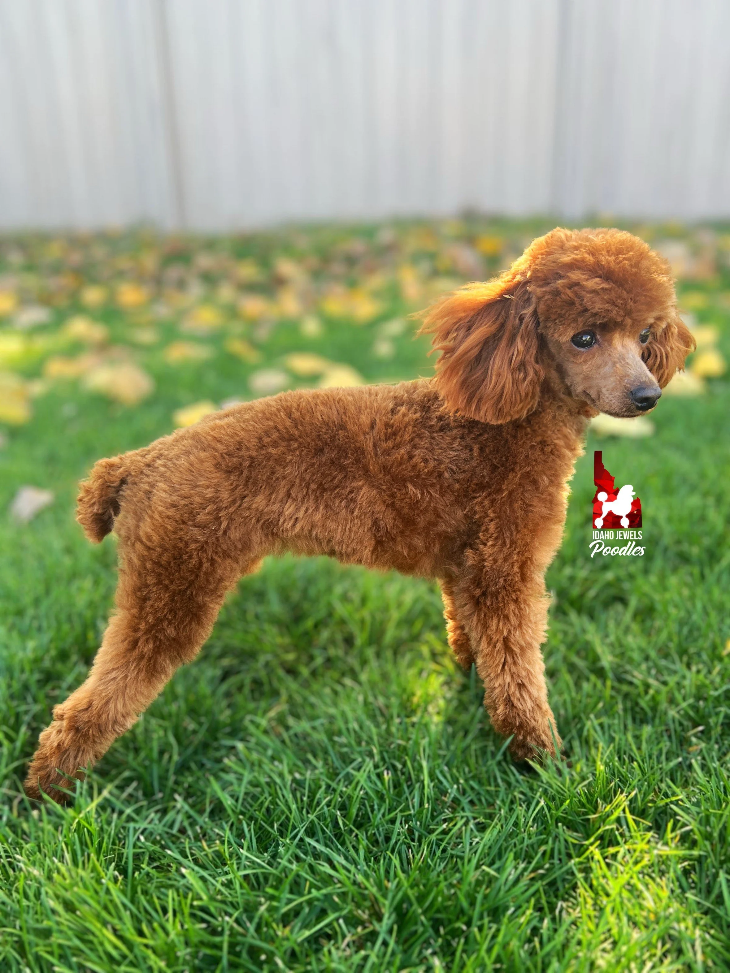 Kiki shaved sideshot (1).jpeg