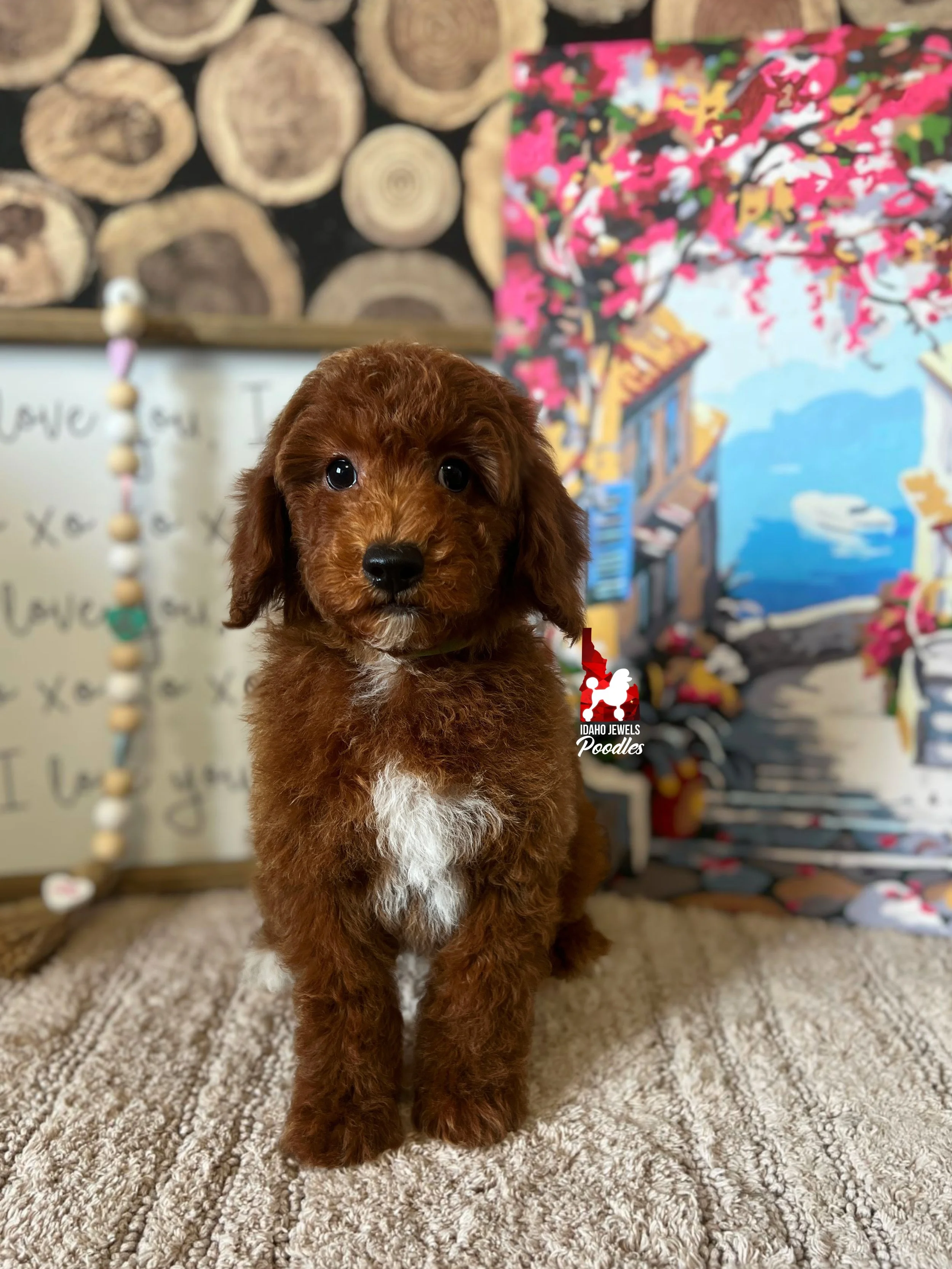 Oakley - 10 wks.jpg