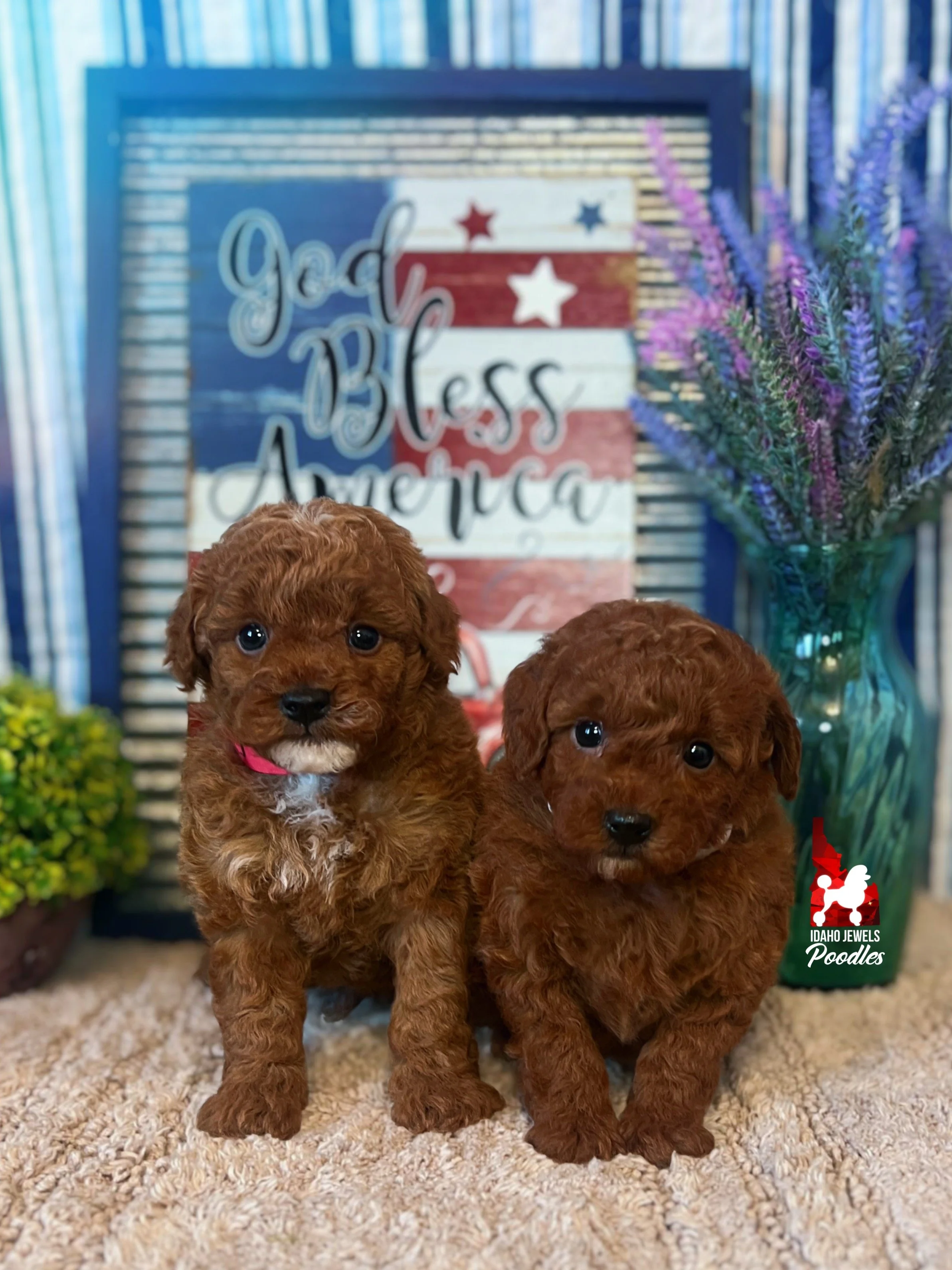 ginny durango sp26 - 6 wks.jpg (Copy)