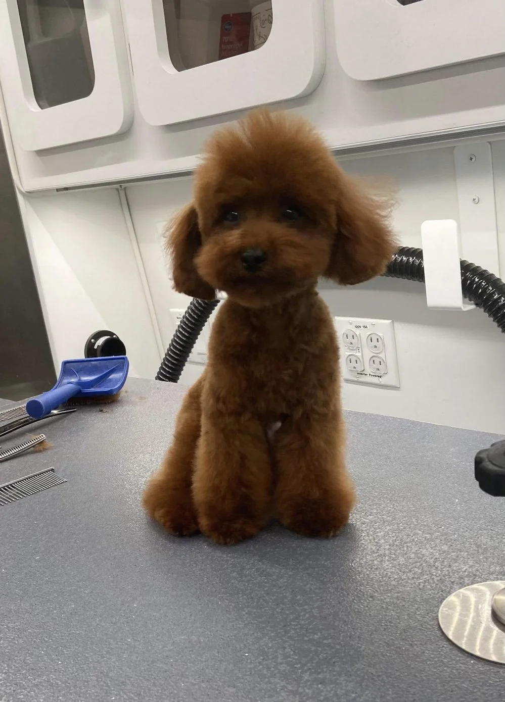 Savannah.Boomer Champp now owned by Gloria M. in NC.jpeg