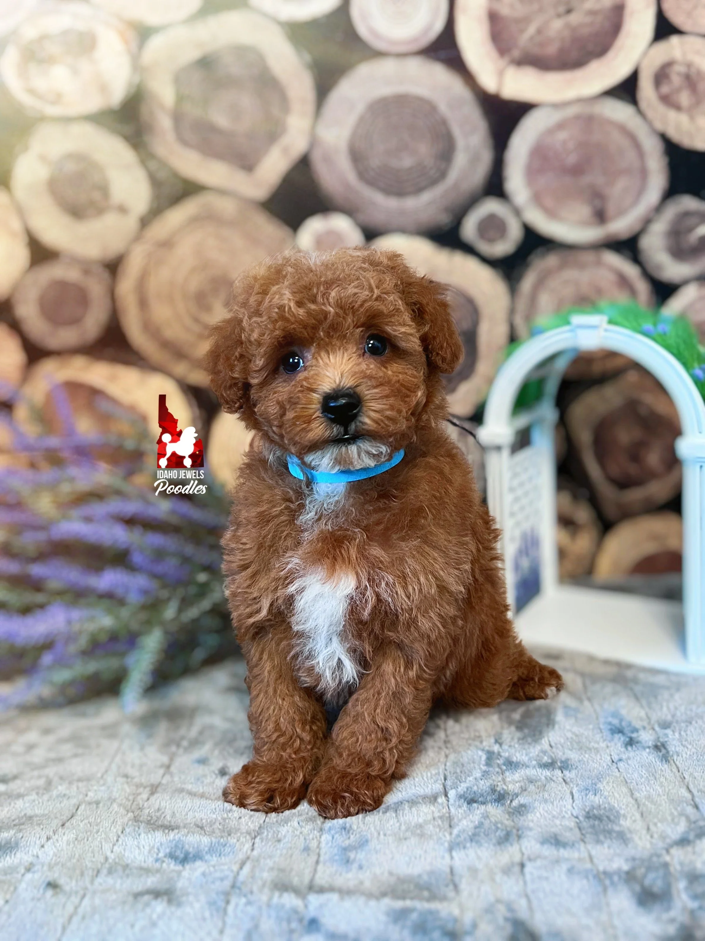 Clover - 8 wks.jpg