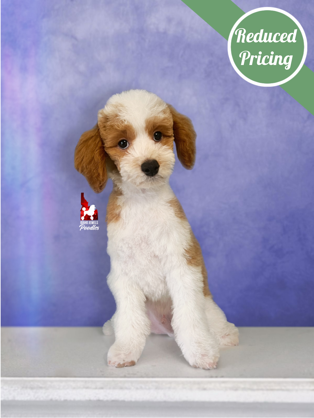 Dice, Red Parti Mini Poodle Boy ~ Pet