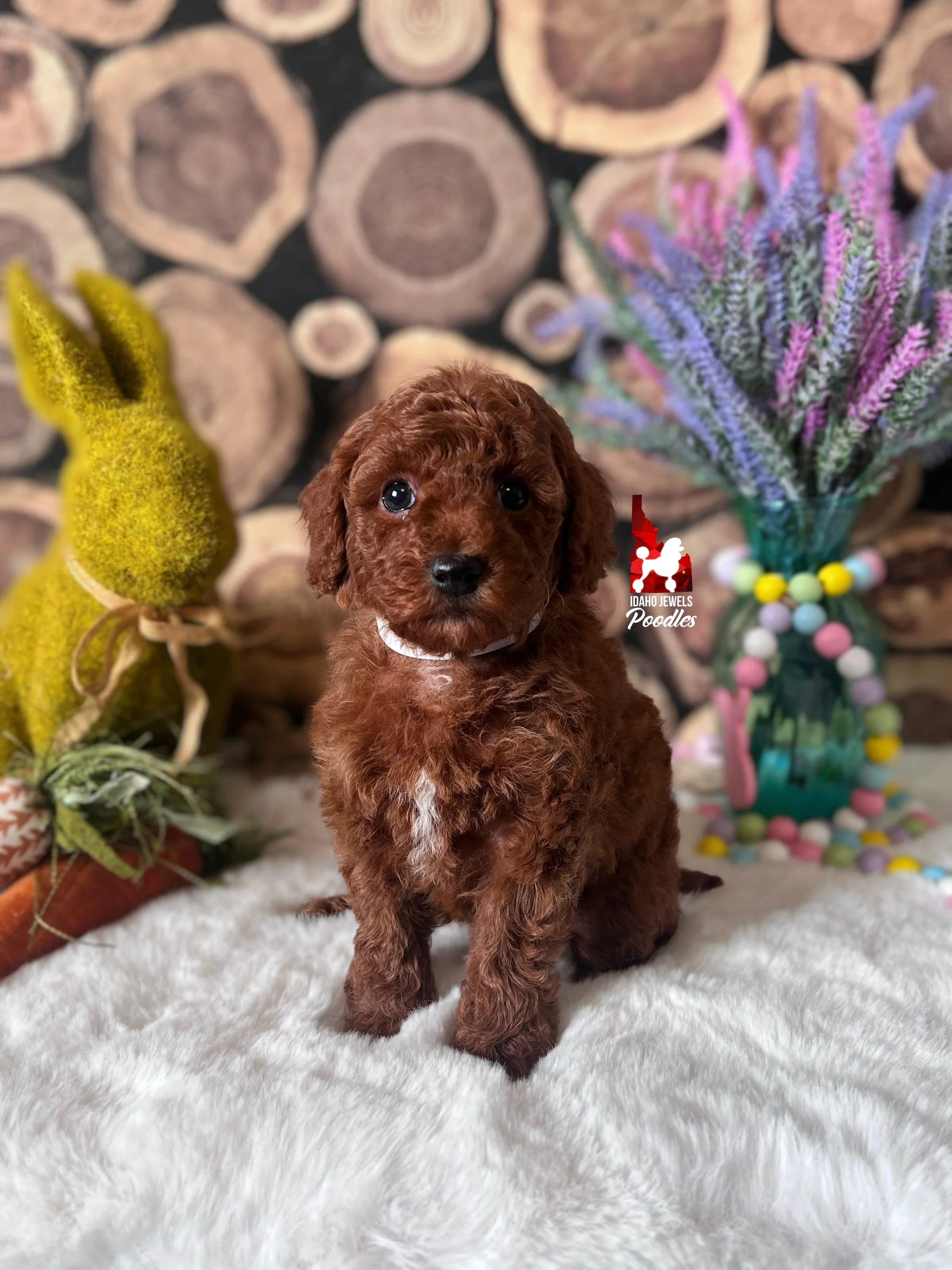 Cinnamon - 6 wks.jpg