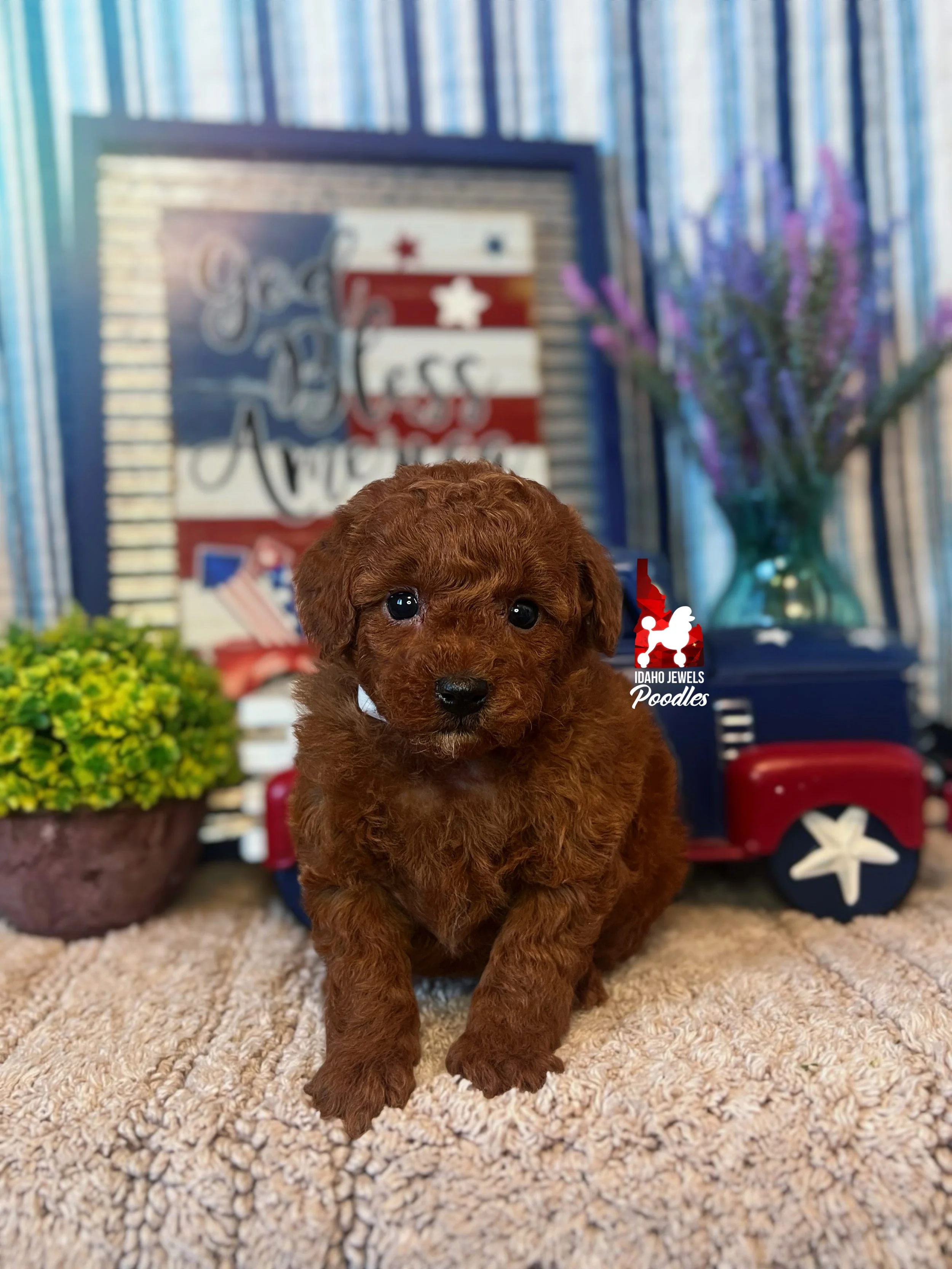 Juniper - 6 wks-1.jpg
