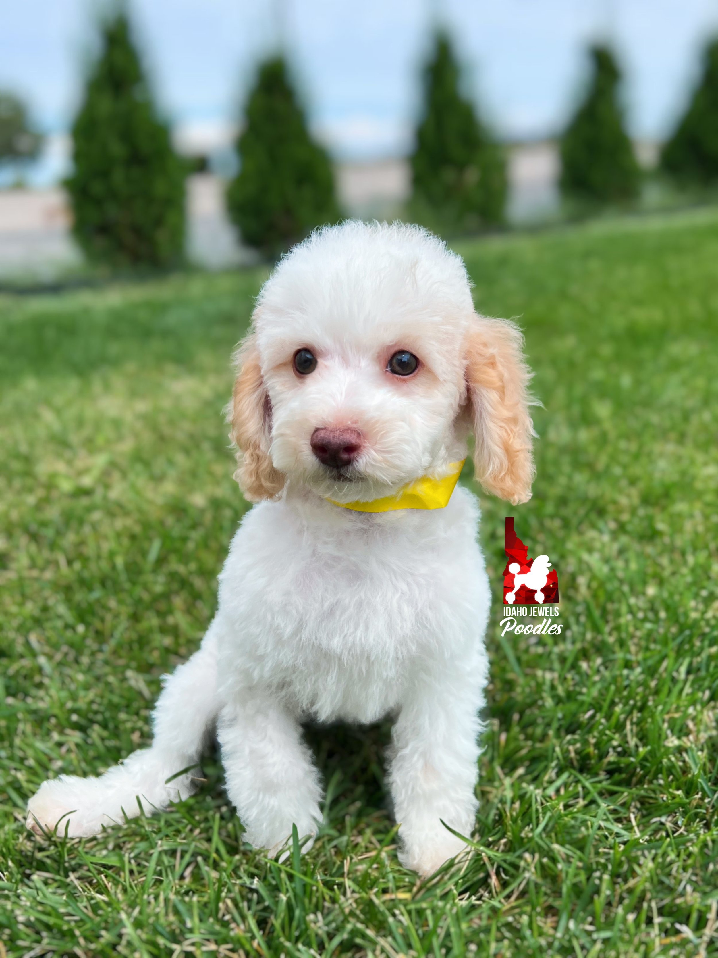 Faye, Red/Apricot Parti Mini Poodle Girl~ Pet
