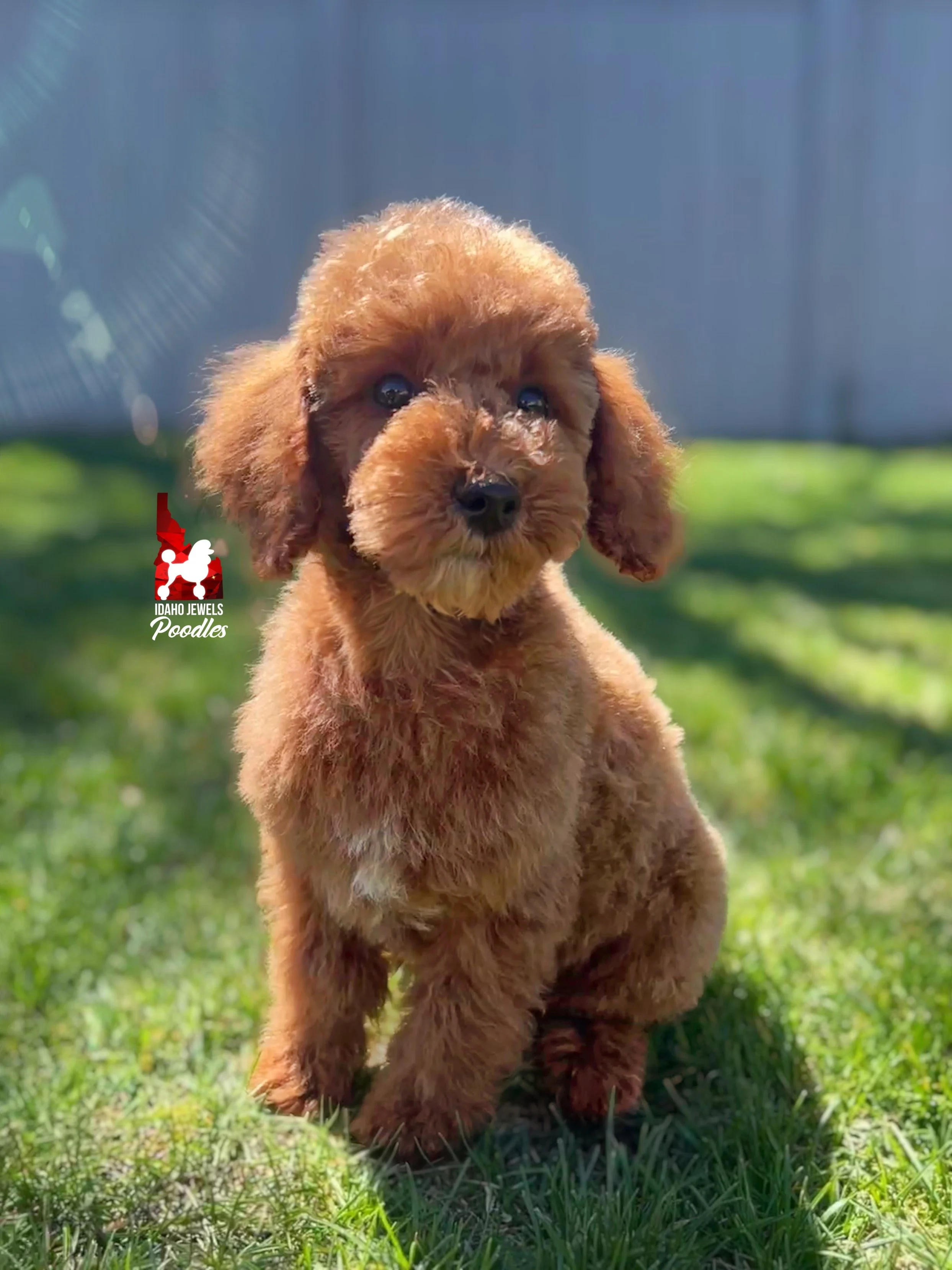 Hudson, Red w/ White Mini Poodle Boy ~ Breeder or Pet