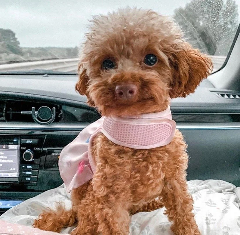 Harper boomer heidi baby owned now by melissa nassaeur.jpeg