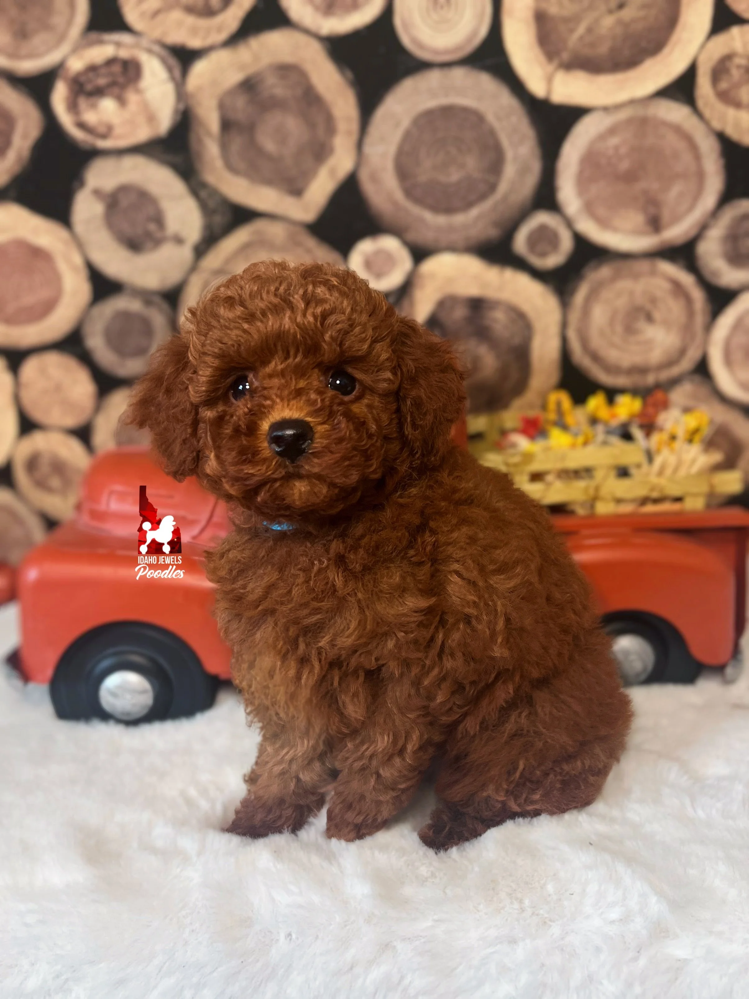 Oak, Dark Red Mini Poodle Boy ~ Breeder or Pet