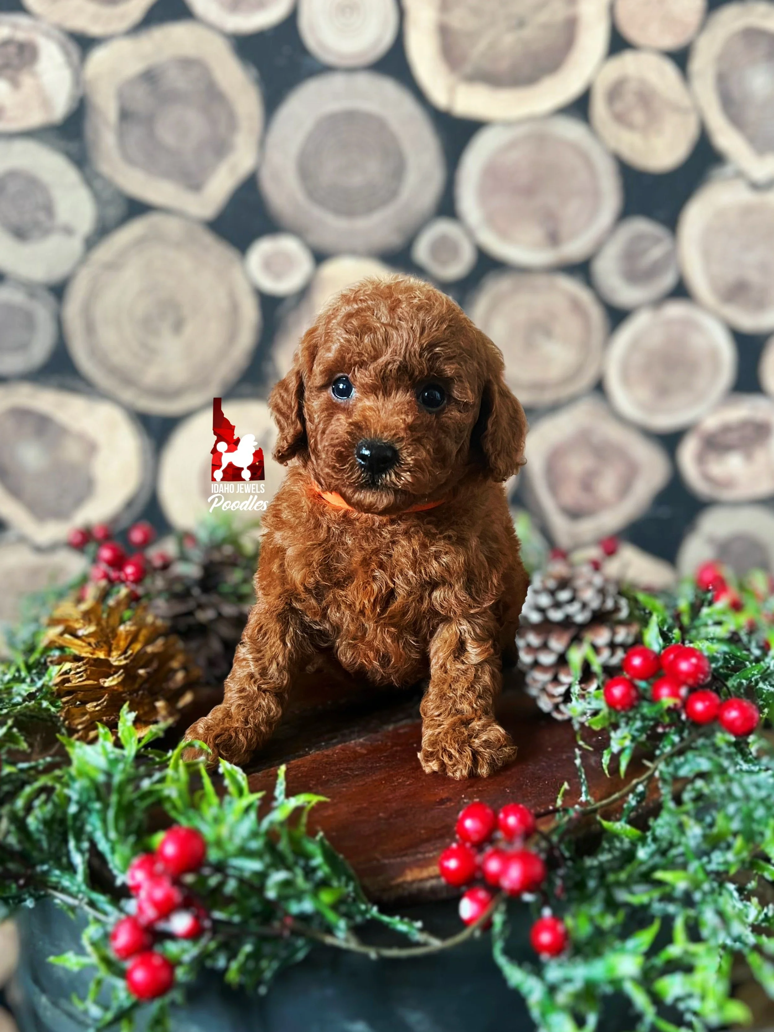 Rudy - 6 wks (2).jpg