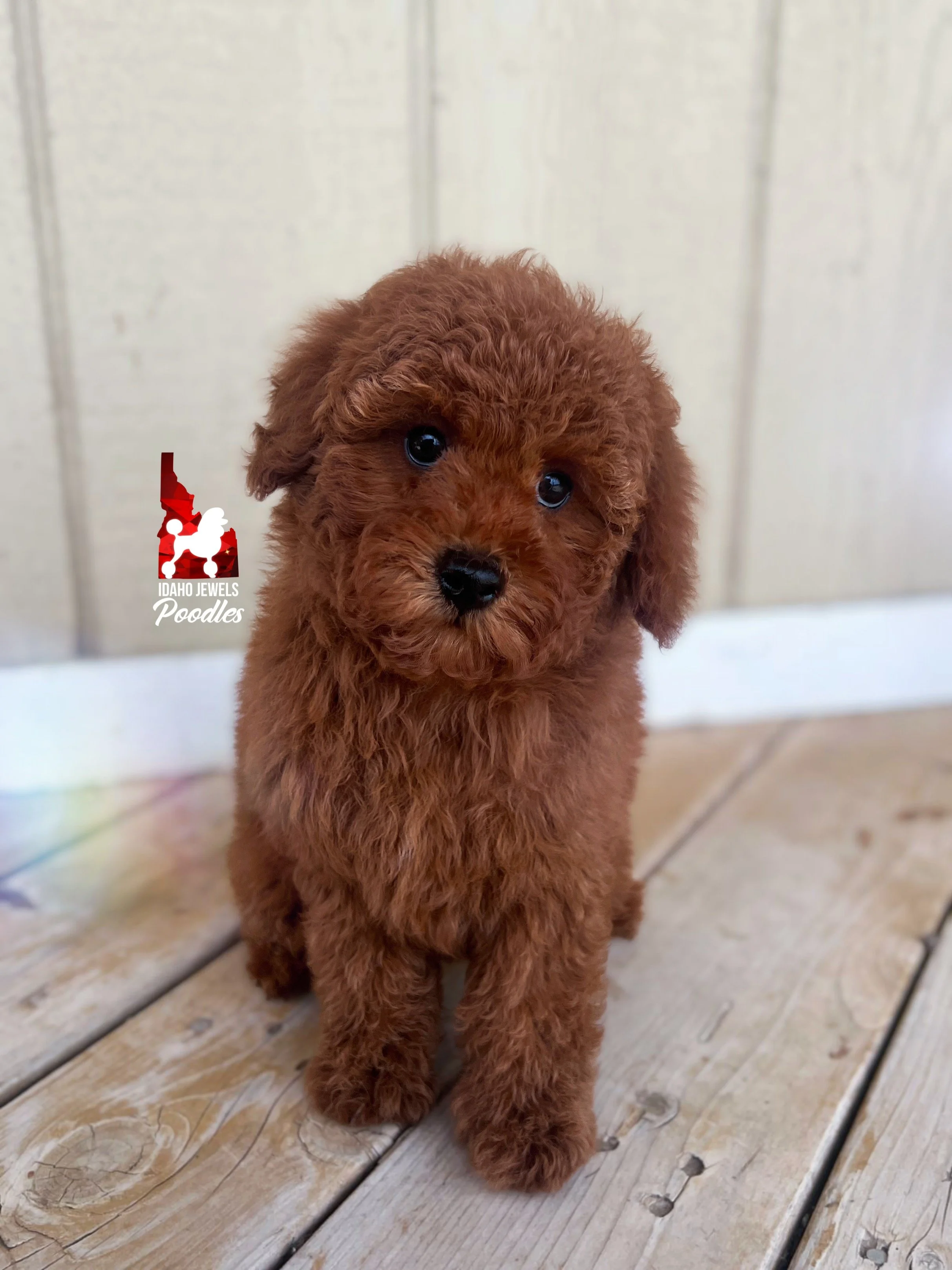 Mario - 10 wks-2.jpg