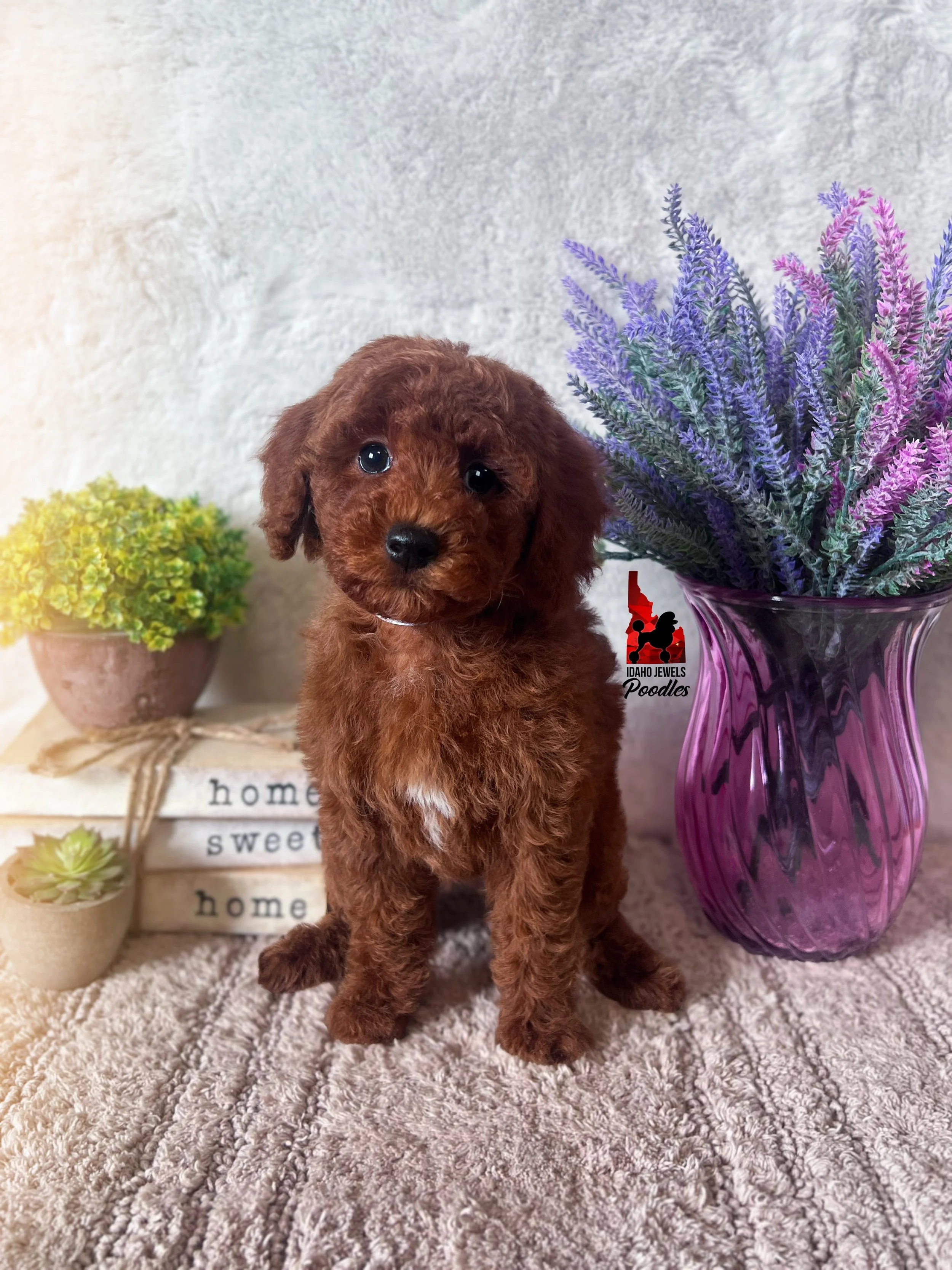 Cinnamon, Solid Red (Hidden Phantom) Small Mini Poodle Girl~ Breeder or Pet