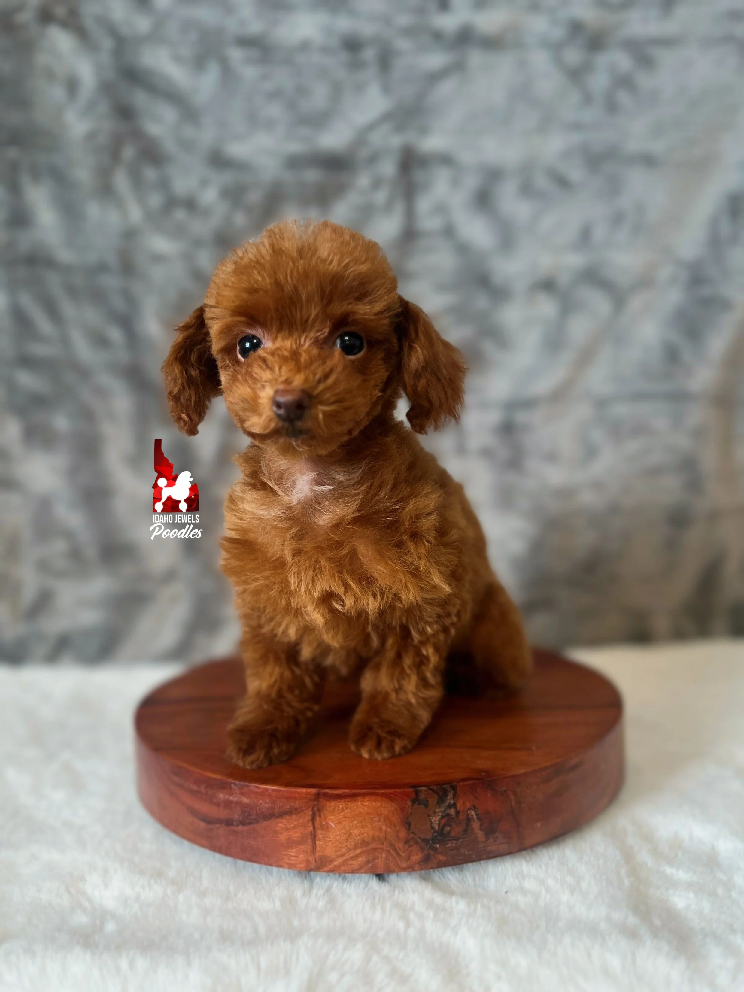 Posie - 12 wks-6.jpg