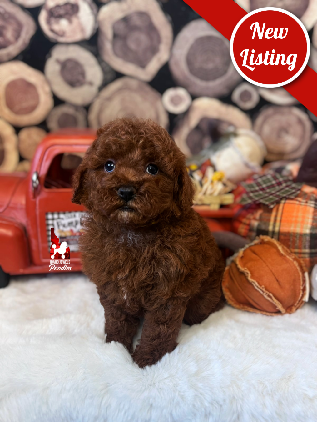 Cheyenne, Dark Red Mini Poodle Girl~ Breeder or Pet