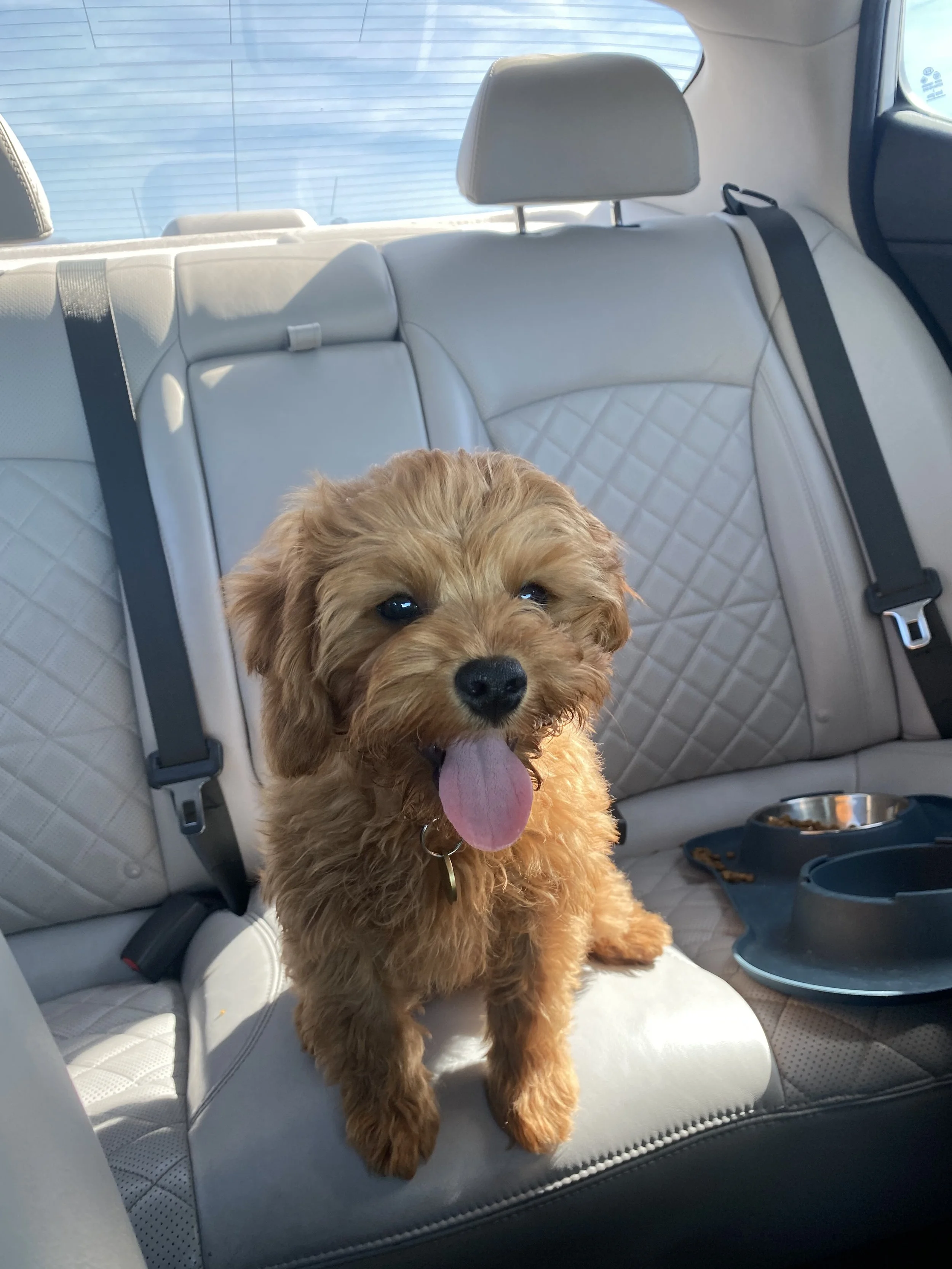 Cheyenne Frankie J S22 - Clyde owned by Ellie (2).jpeg