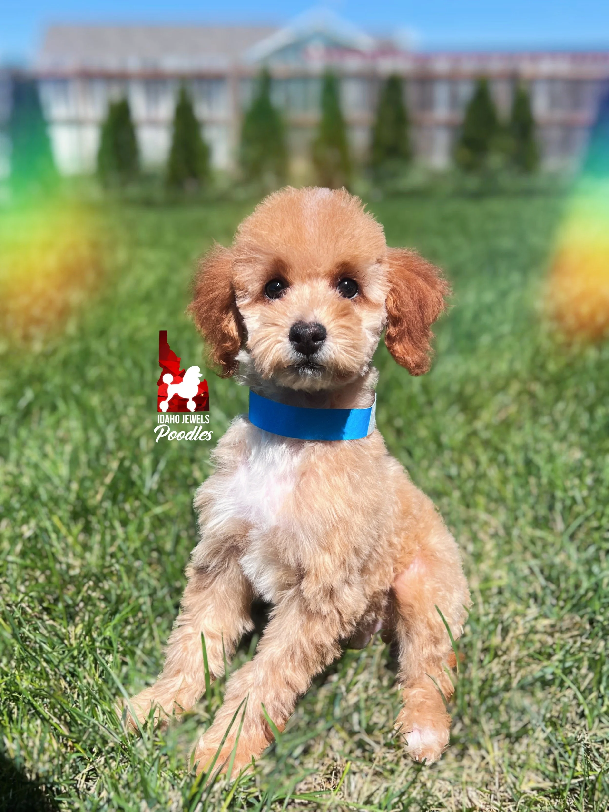 Coast, Red/Apricot w/ White Small Mini Poodle Boy~ Pet