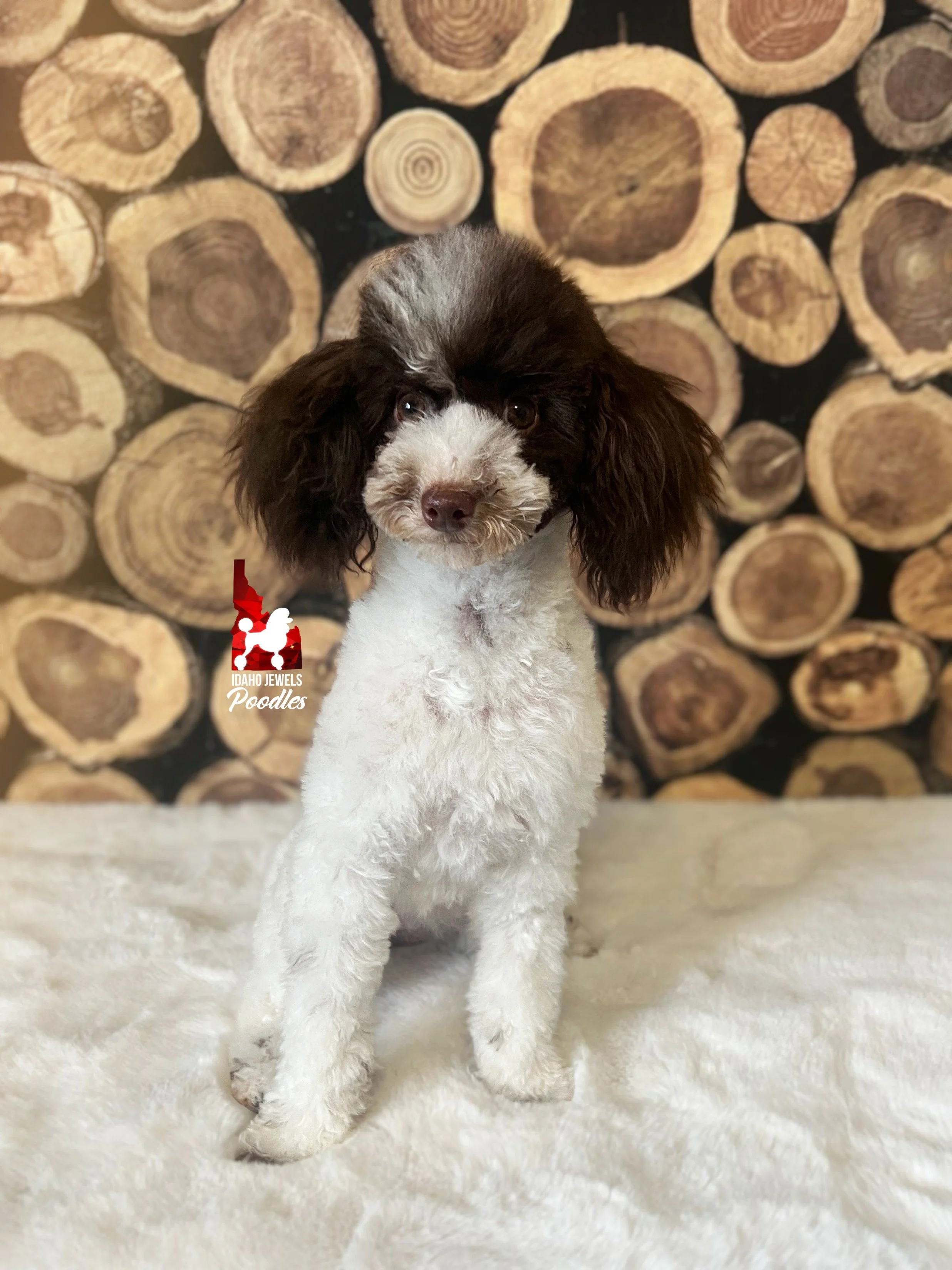 Froot Loop - fluffy face  (2).jpg