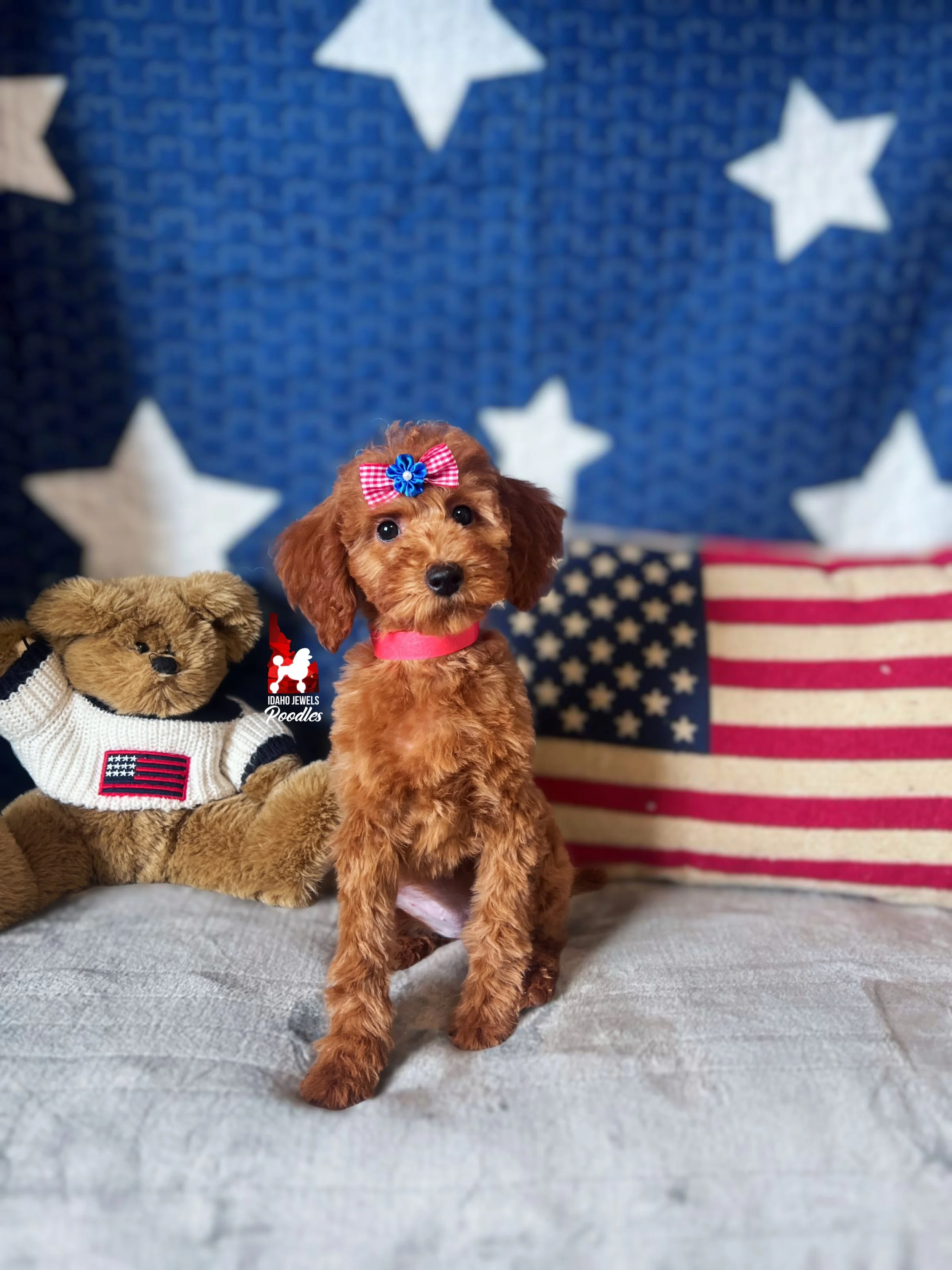 Minnie, Solid Red (Hidden Phantom) Mini Poodle Girl~ Breeder or Pet