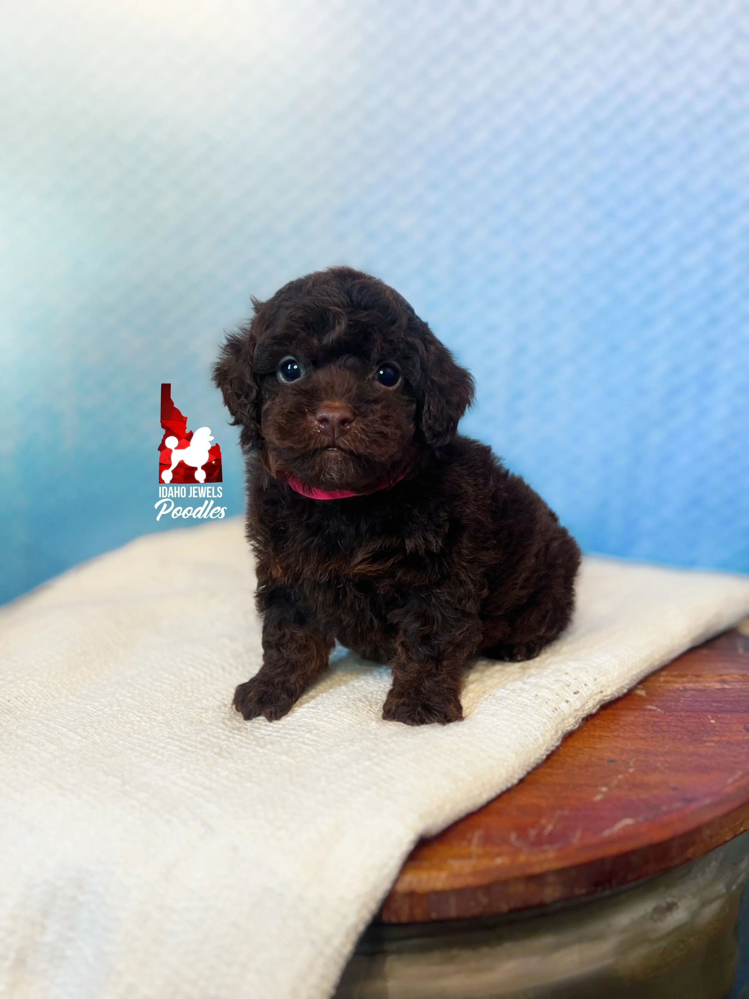 Copper - 6 wks-1.jpg
