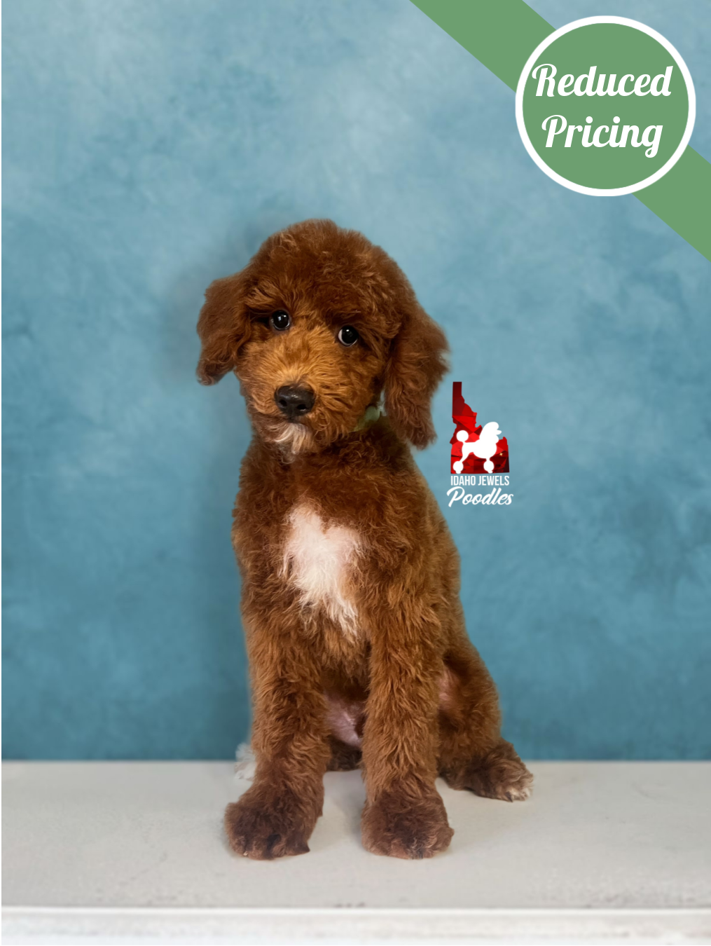 Oakley, Dark Red w/ White Markings Mini Poodle Boy~ Pet