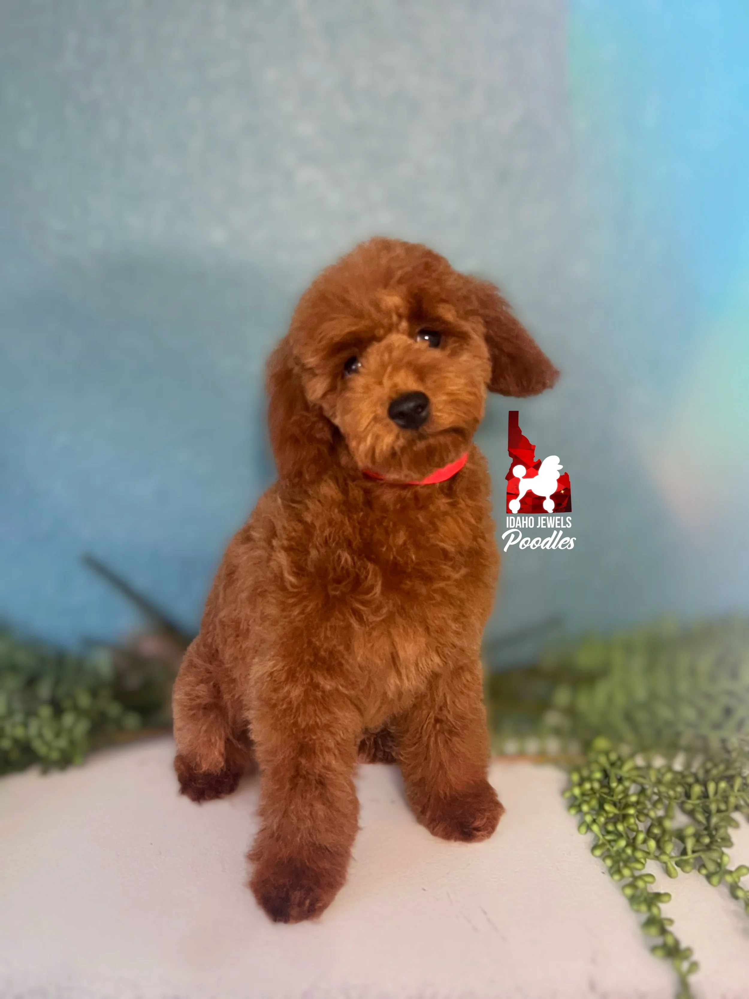 Toffee - 16 wks.jpg