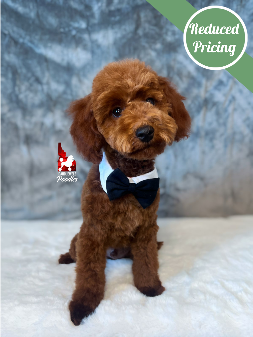 Toffee, Red Mini Poodle Boy~ Pet