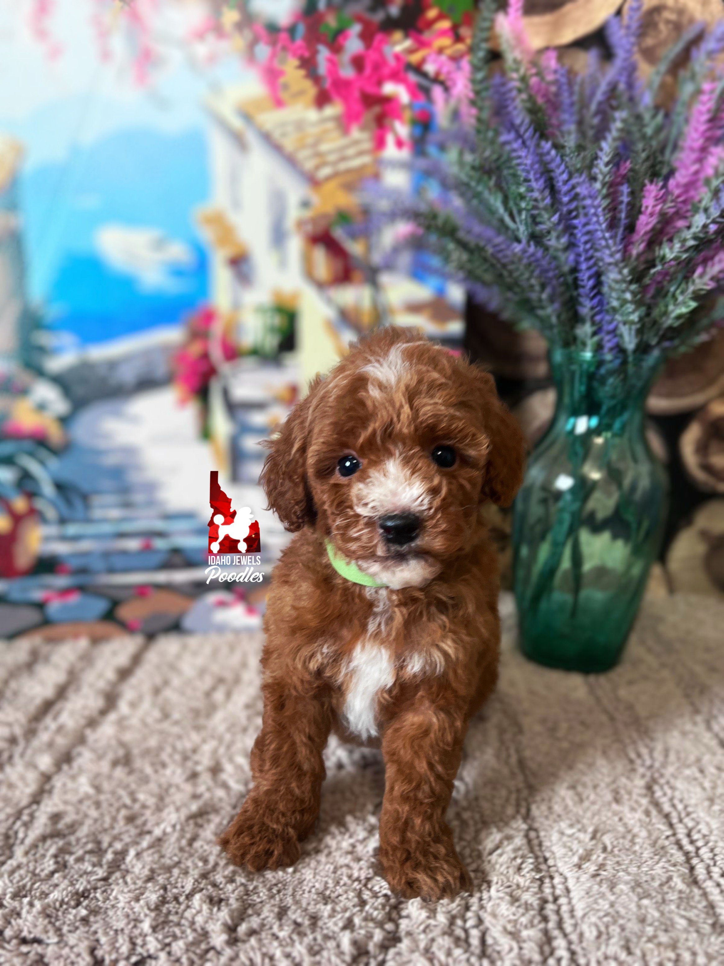 Flroence - 6 wks.jpg