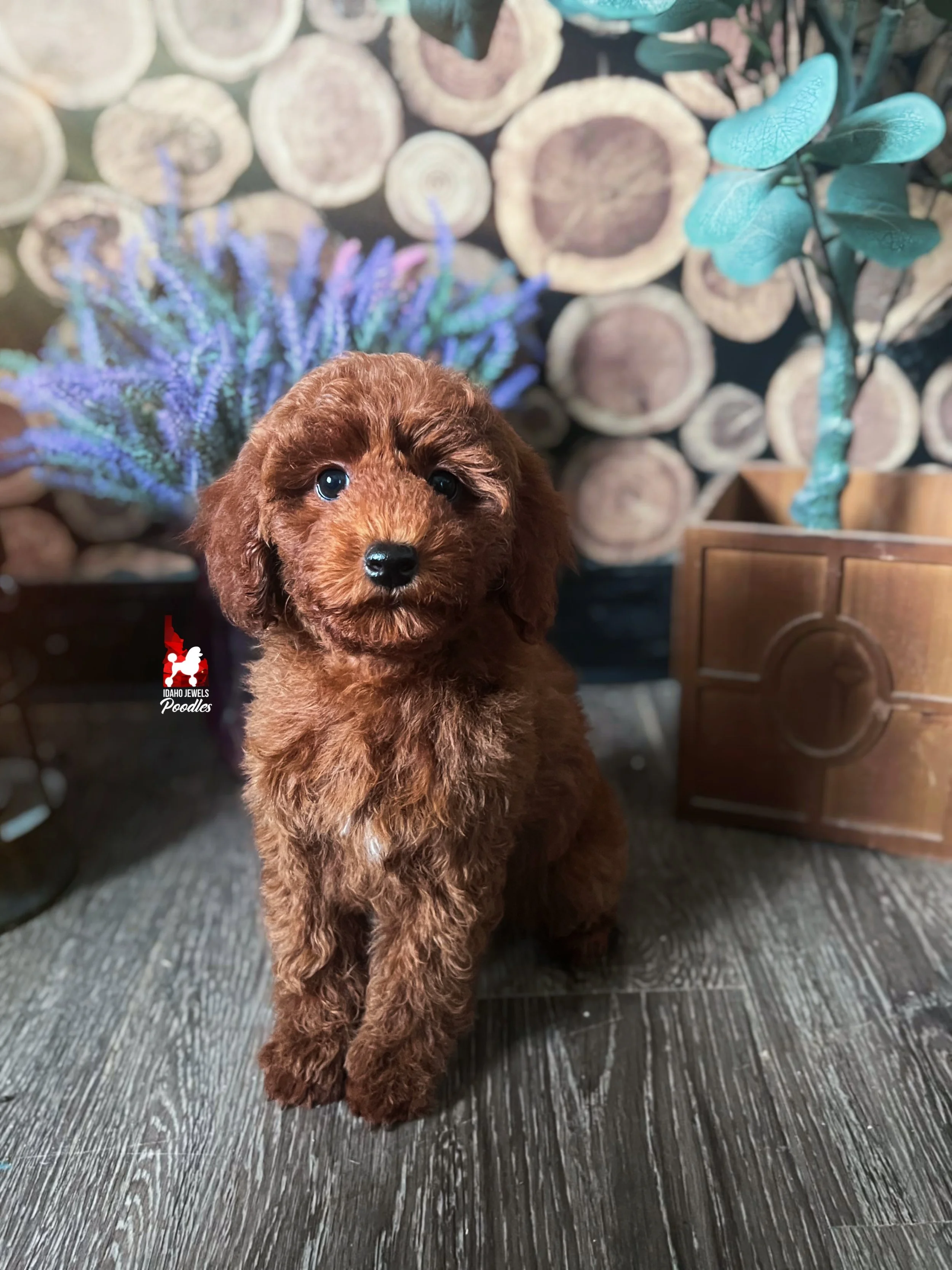 Maple, Red Small Mini Poodle Girl~ Pet ☆Reserved for Kristina